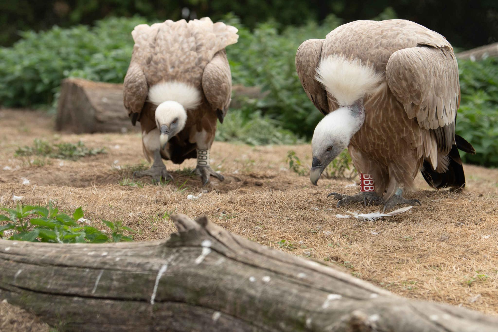Vale gieren in Eindhoven Zoo