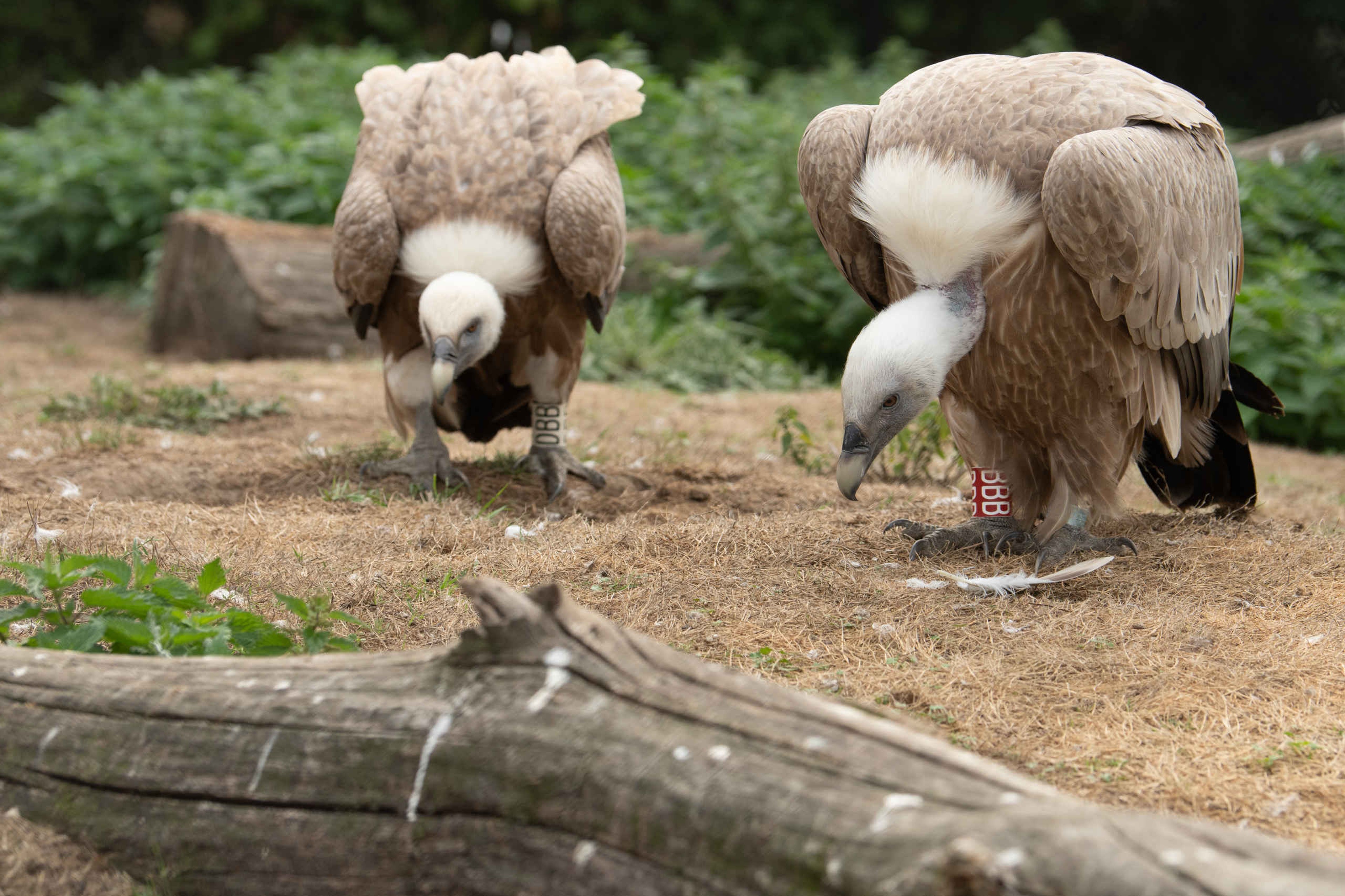 Vale gieren in Eindhoven Zoo