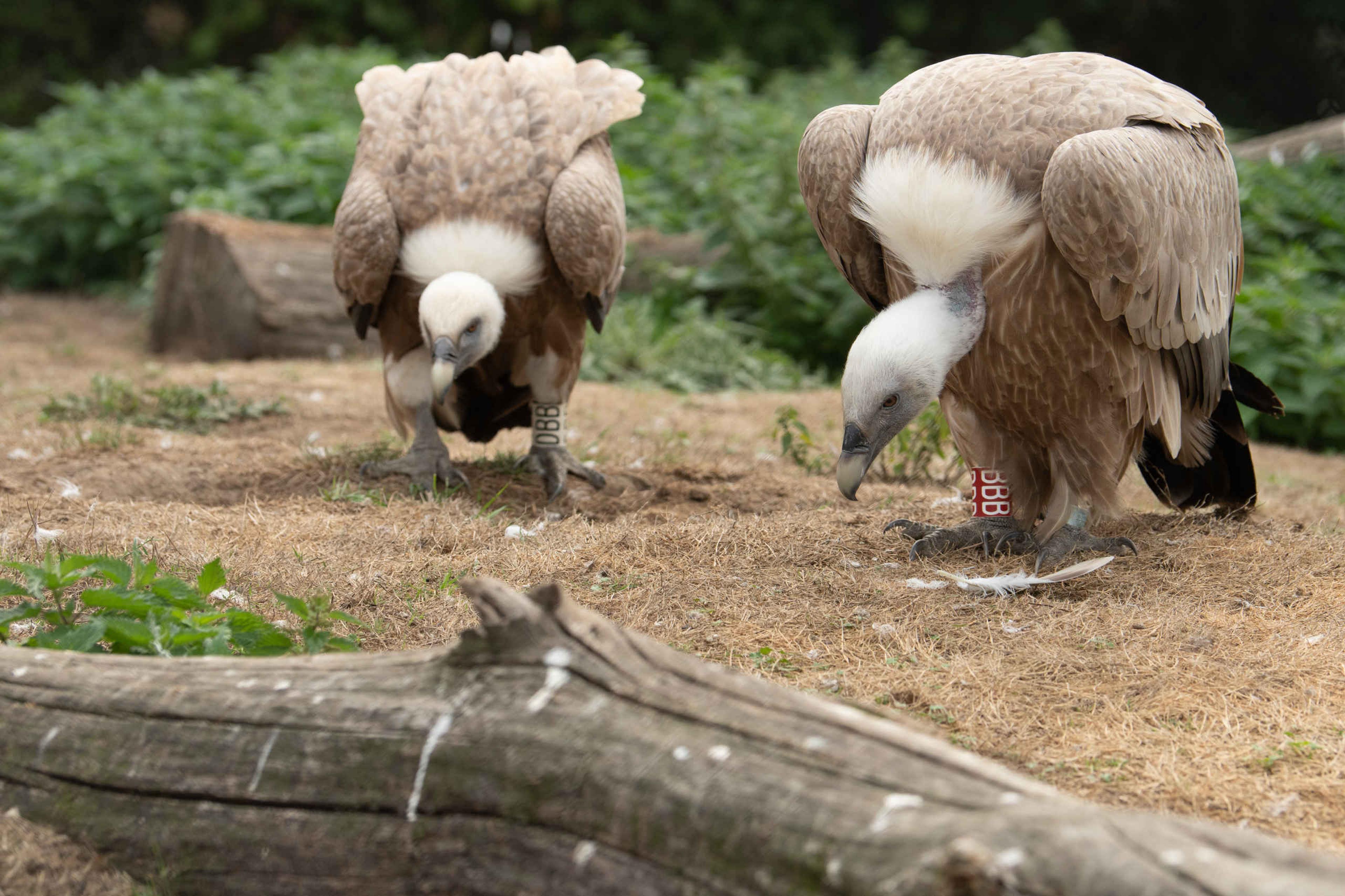 Vale gieren in Eindhoven Zoo
