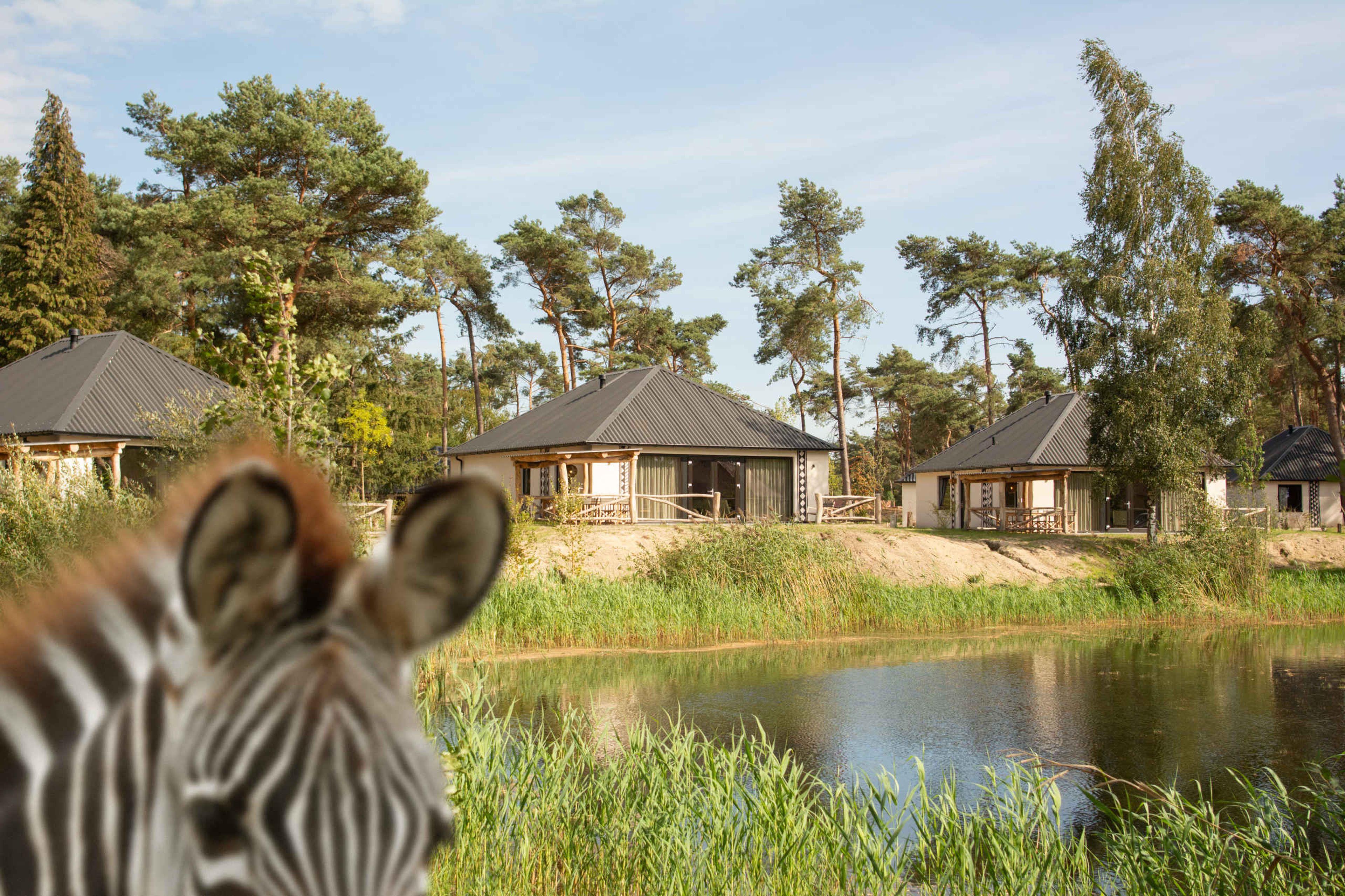 Een zebra op de savanne bij Safari Resort Beekse Bergen.