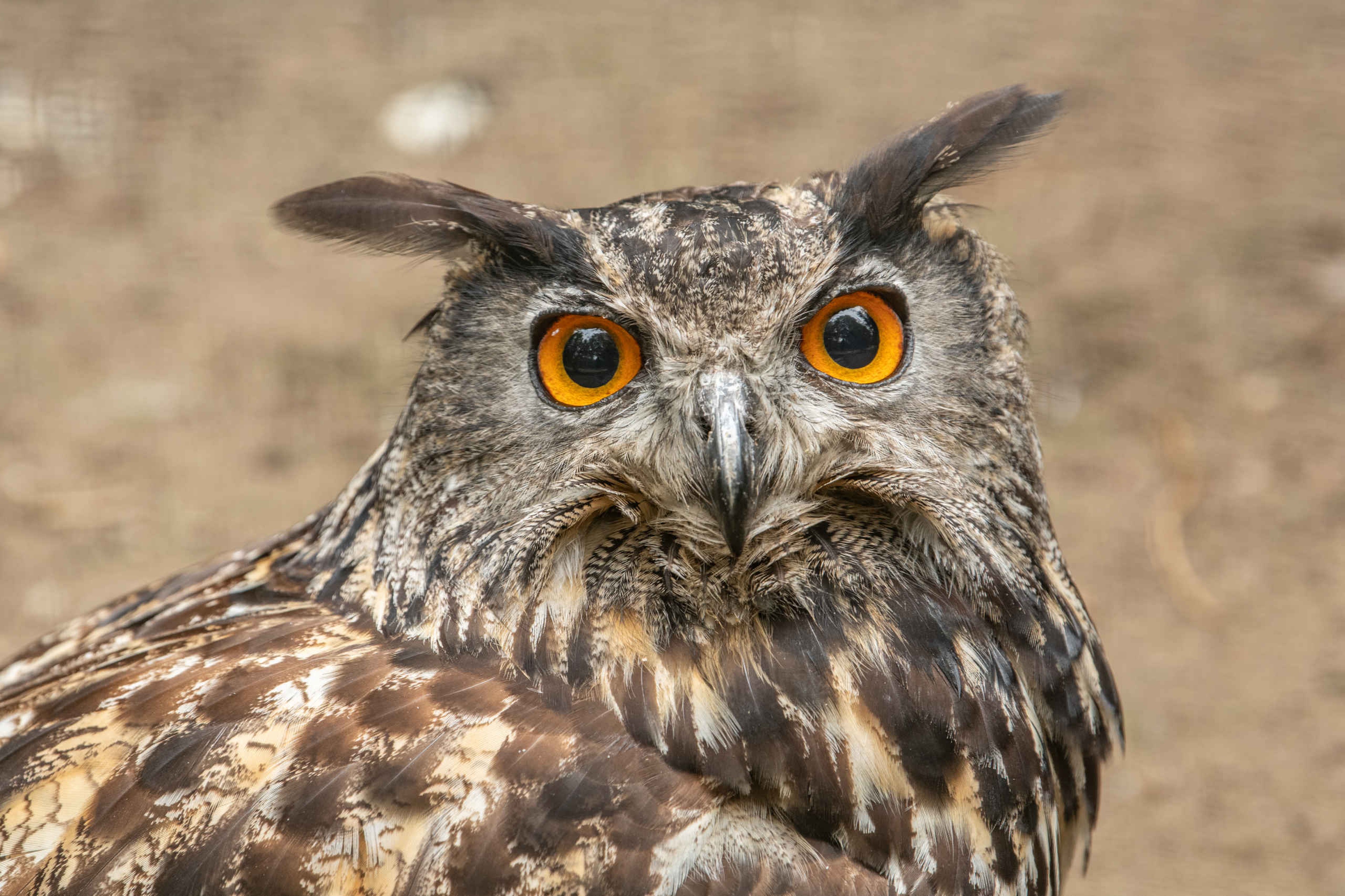 Een close-up van een Europese oehoe bij Eindhoven Zoo.
