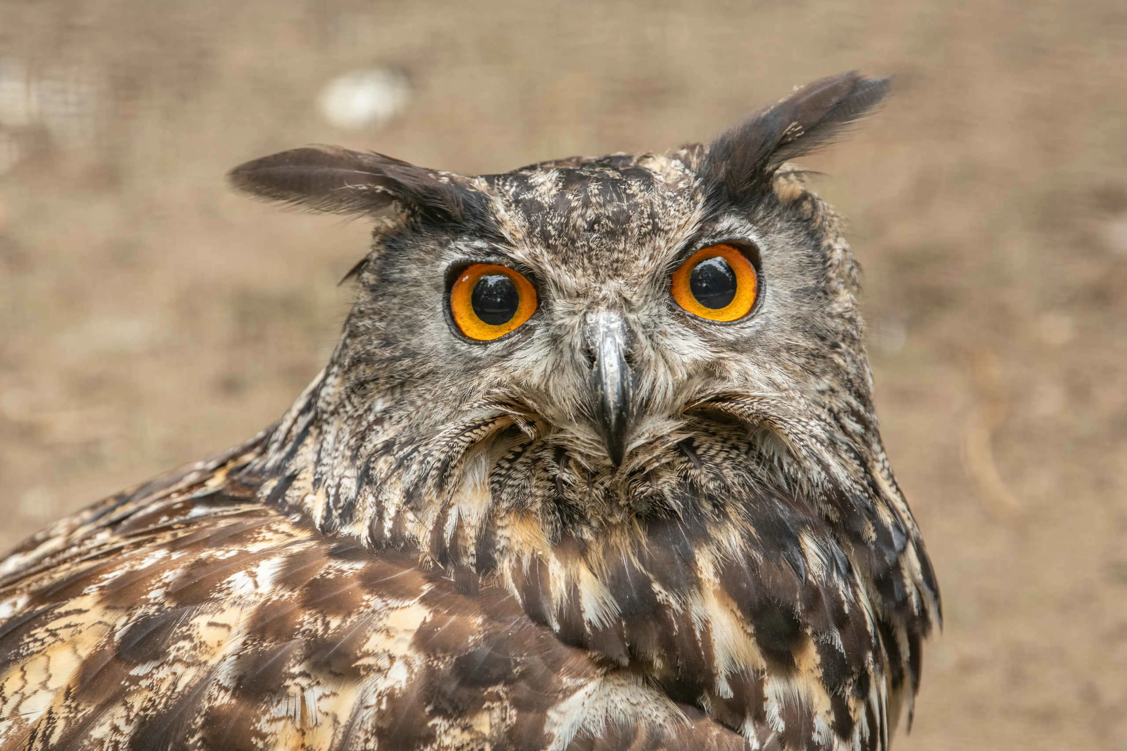 Een close-up van een Europese oehoe bij Eindhoven Zoo.