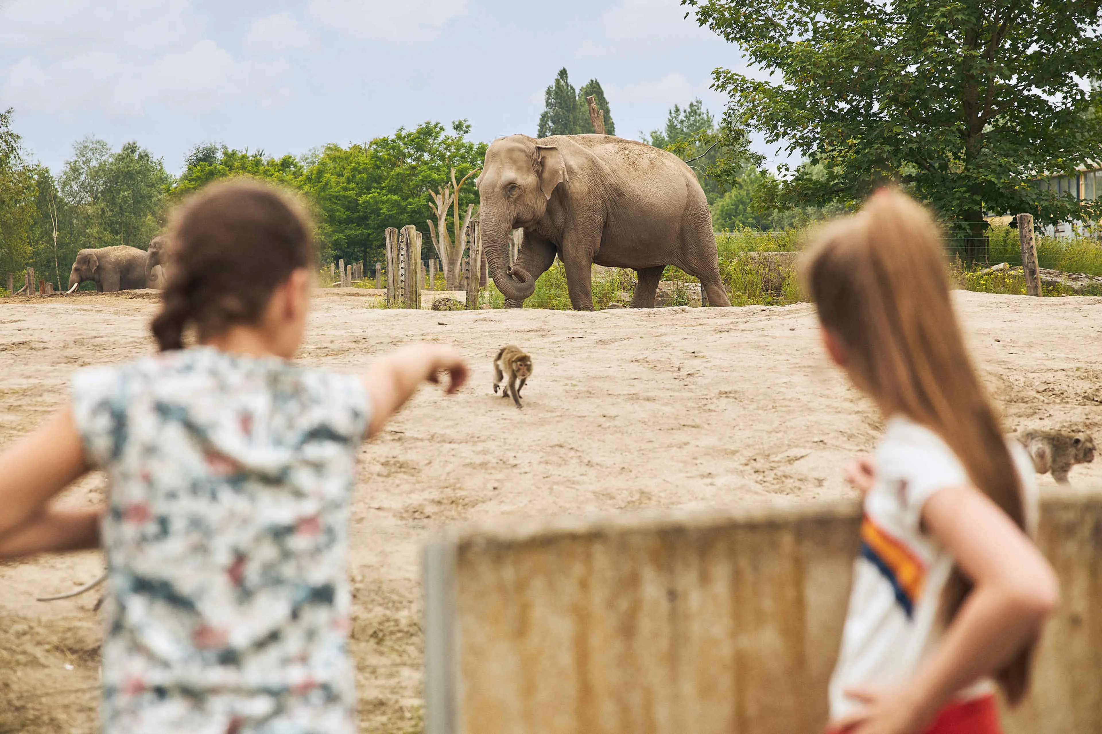 Kinderen wijzen naar Aziatische olifant in Eindhoven Zoo