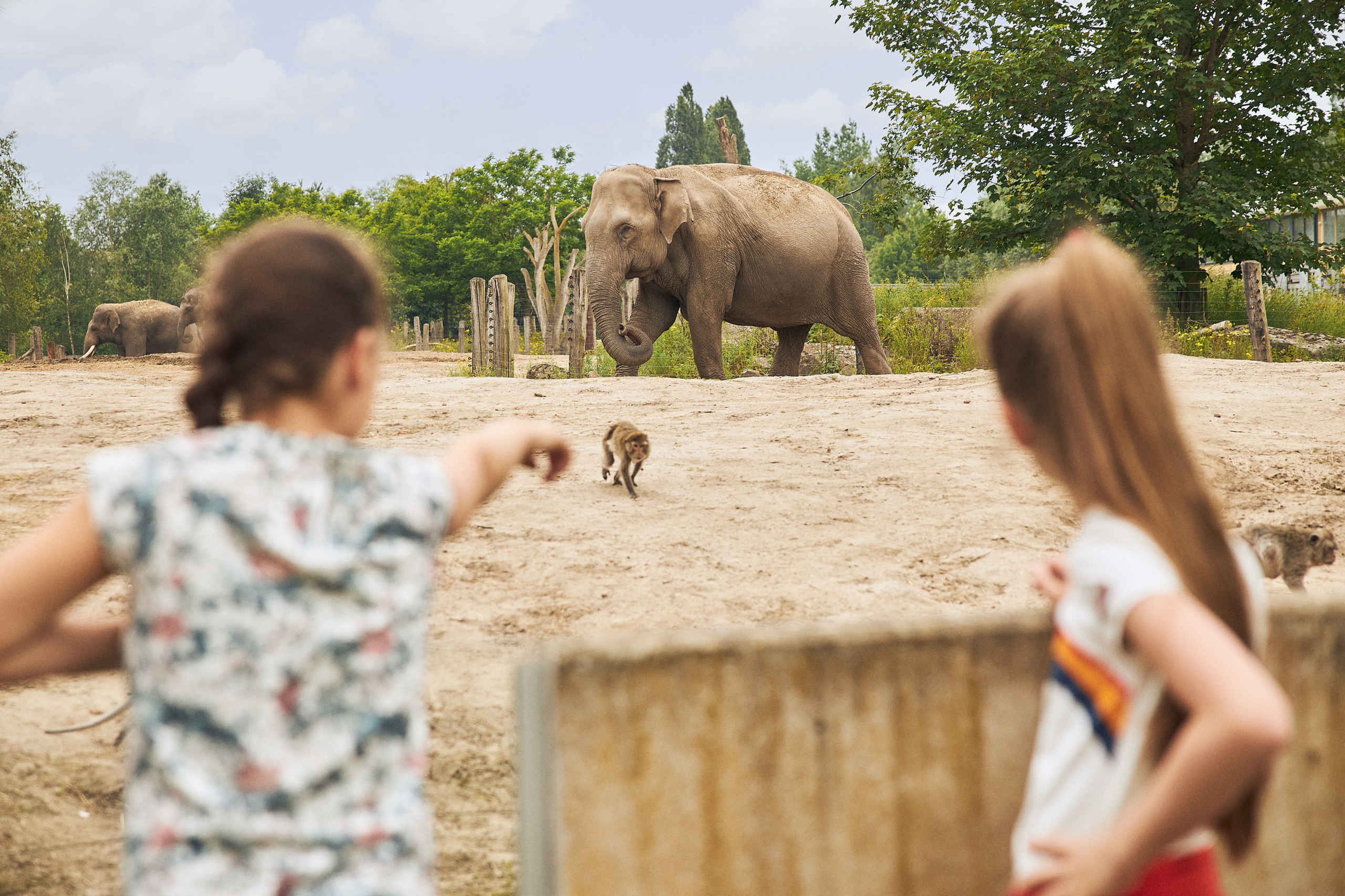 Kinderen wijzen naar Aziatische olifant in Eindhoven Zoo