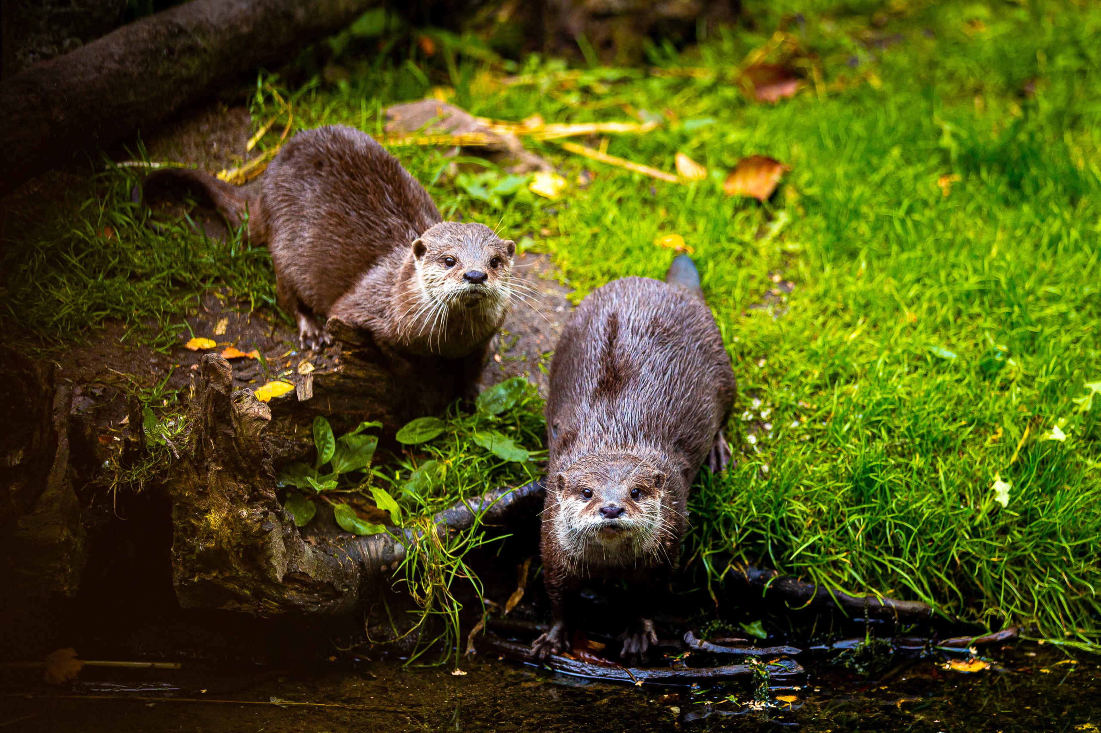 Twee Aziatische kleinklauwotters zitten samen aan de oever AquaZoo Leeuwarden