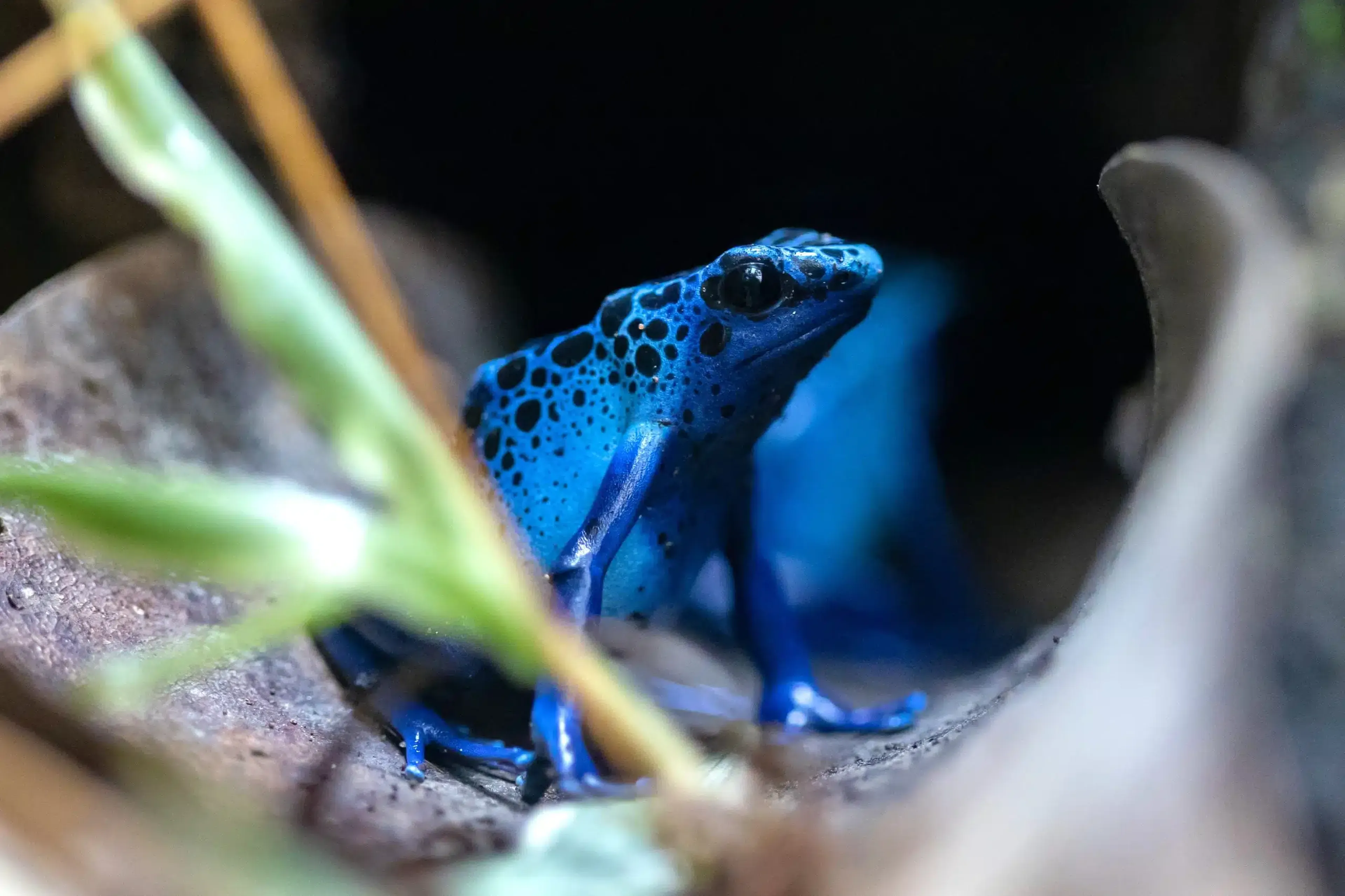 Close-up of a vibrant blue poison dart frog with black spots, sitting among leaves in a rainforest setting. Paignton Zoo in Devon, UK