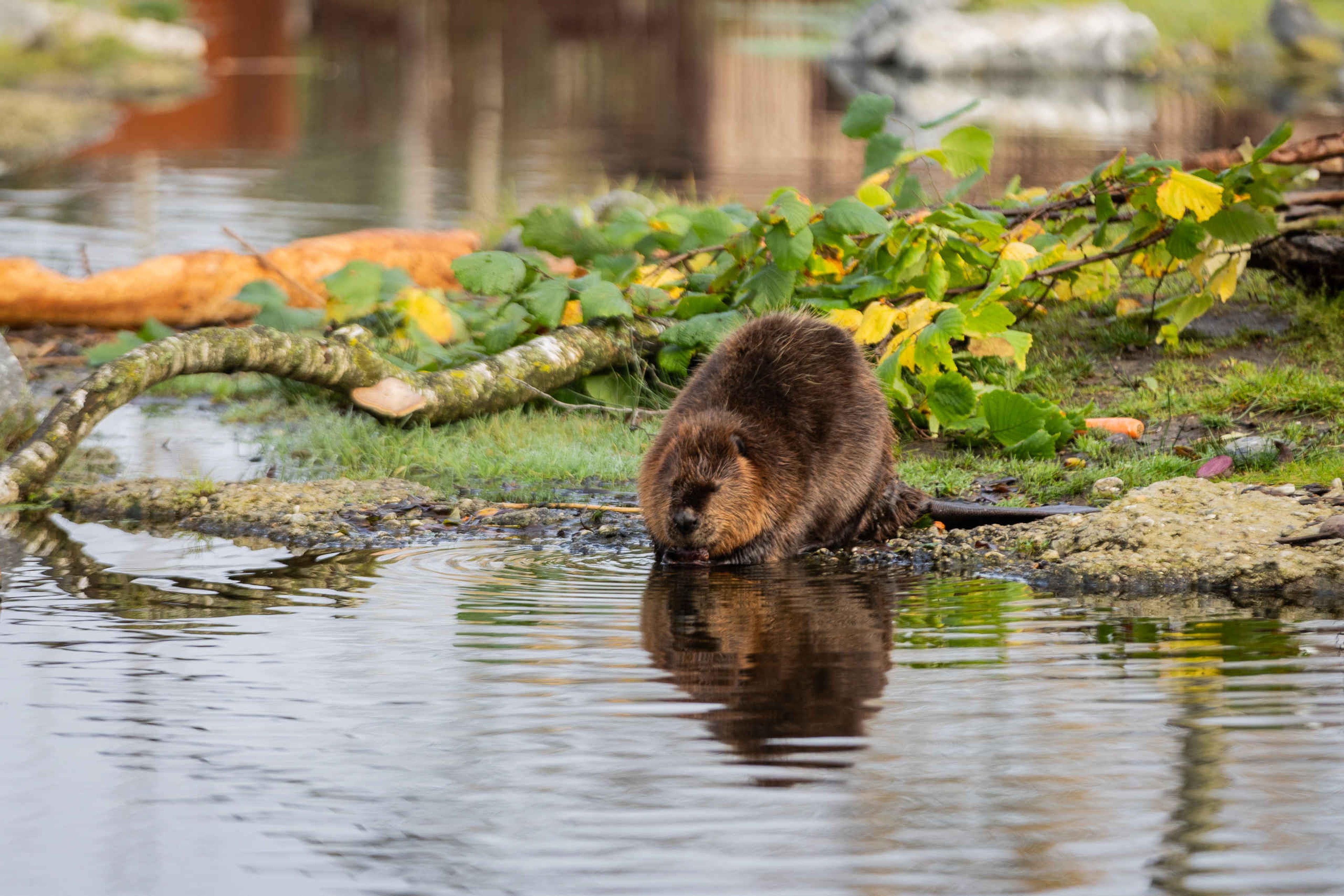 Een Canadese Bever zit bij het water bij AquaZoo Leeuwarden.