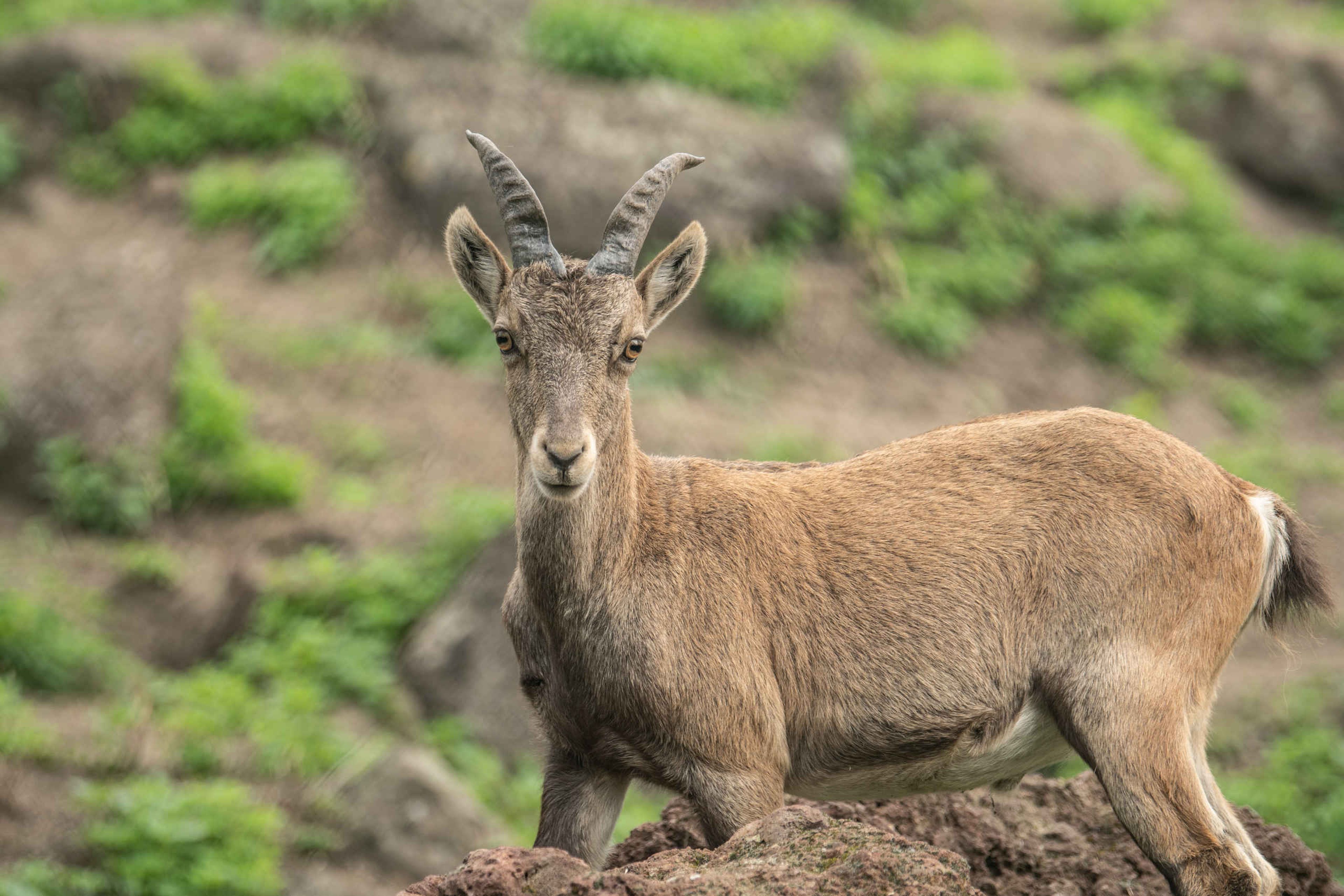 Een Alpensteenbok staat op een heuvel met rotsen in Eindhoven Zoo.