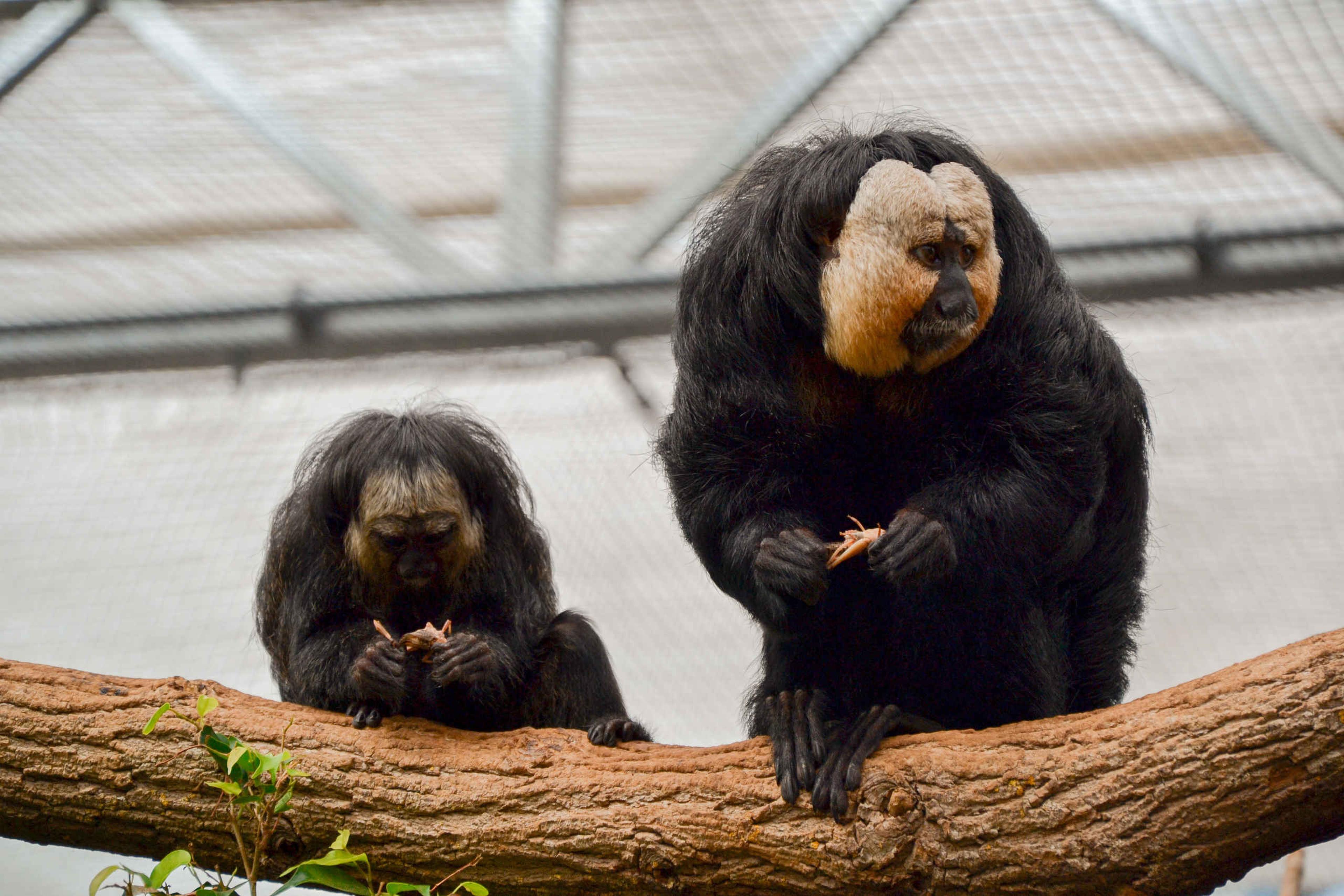 Witgezichtsaki eet op boom in Madidi ZooParc Overloon