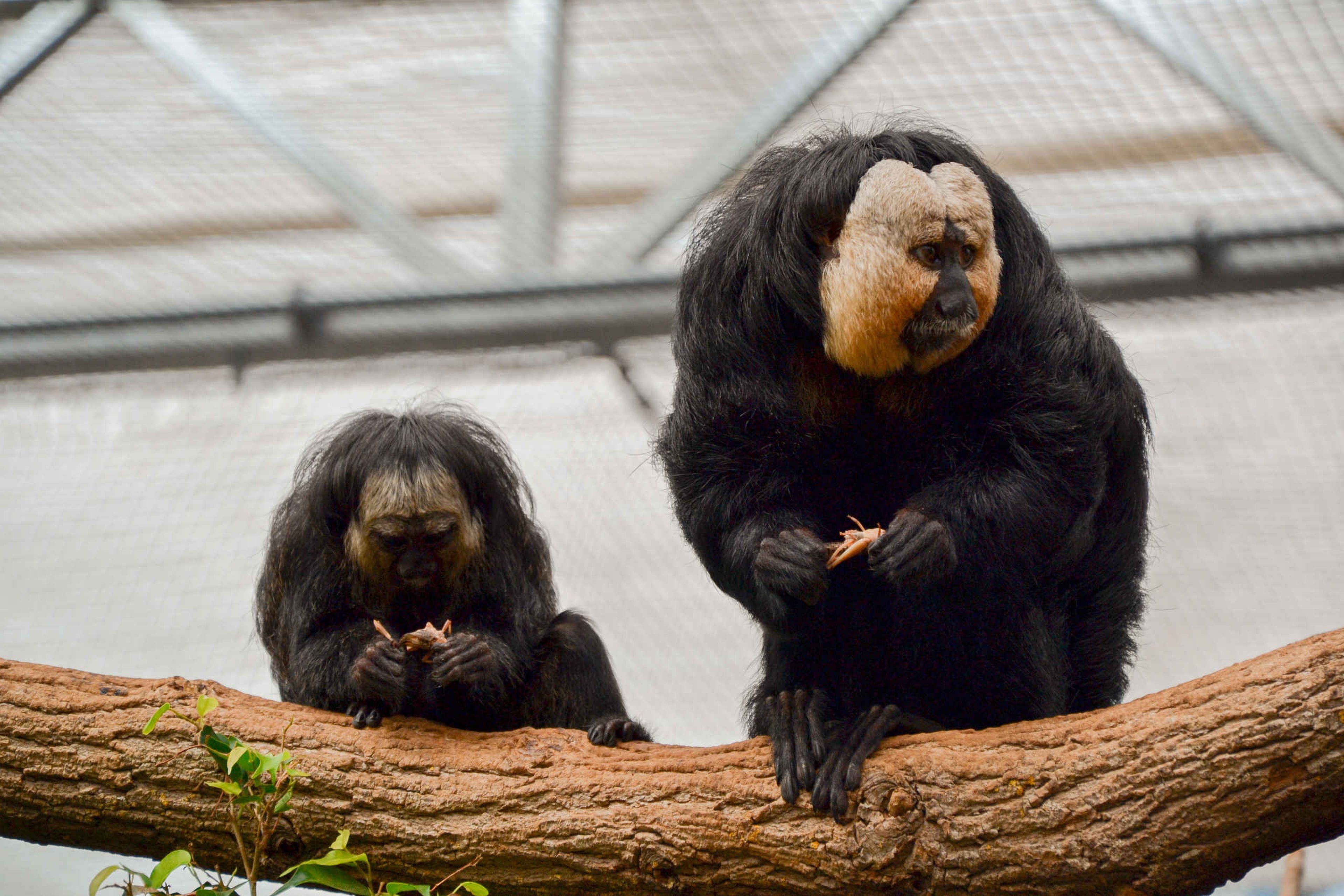 Witgezichtsaki eet op boom in Madidi ZooParc Overloon