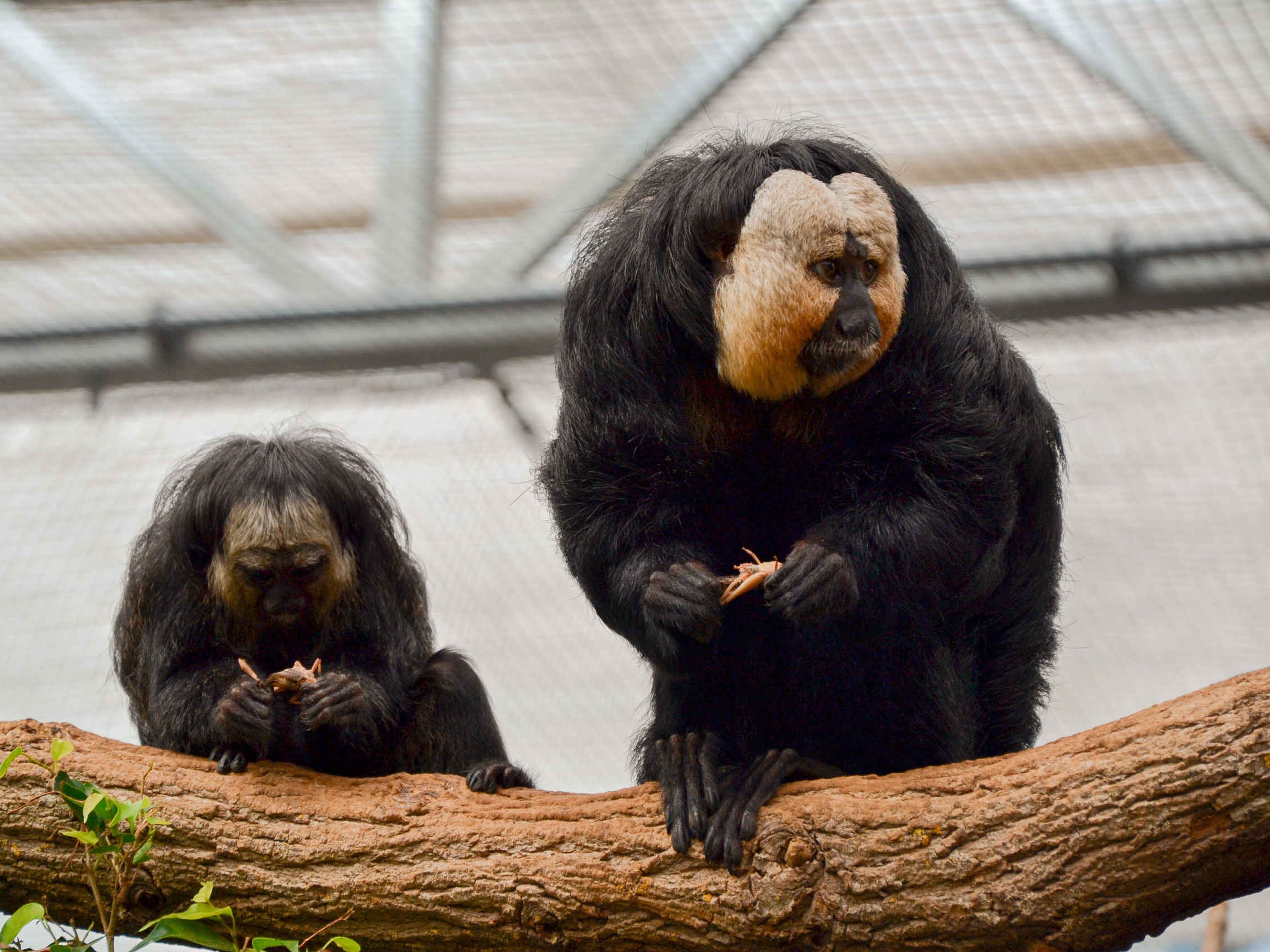 Witgezichtsaki eet op boom in Madidi ZooParc Overloon