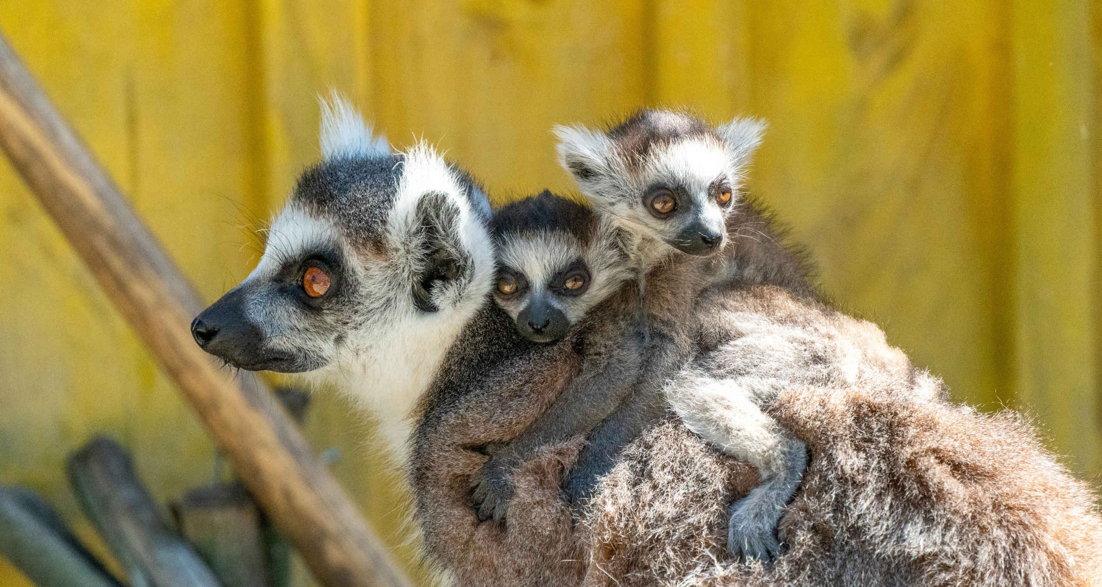 Een ringstaartmaki met haar twee jongen bij ZooParc Overloon.