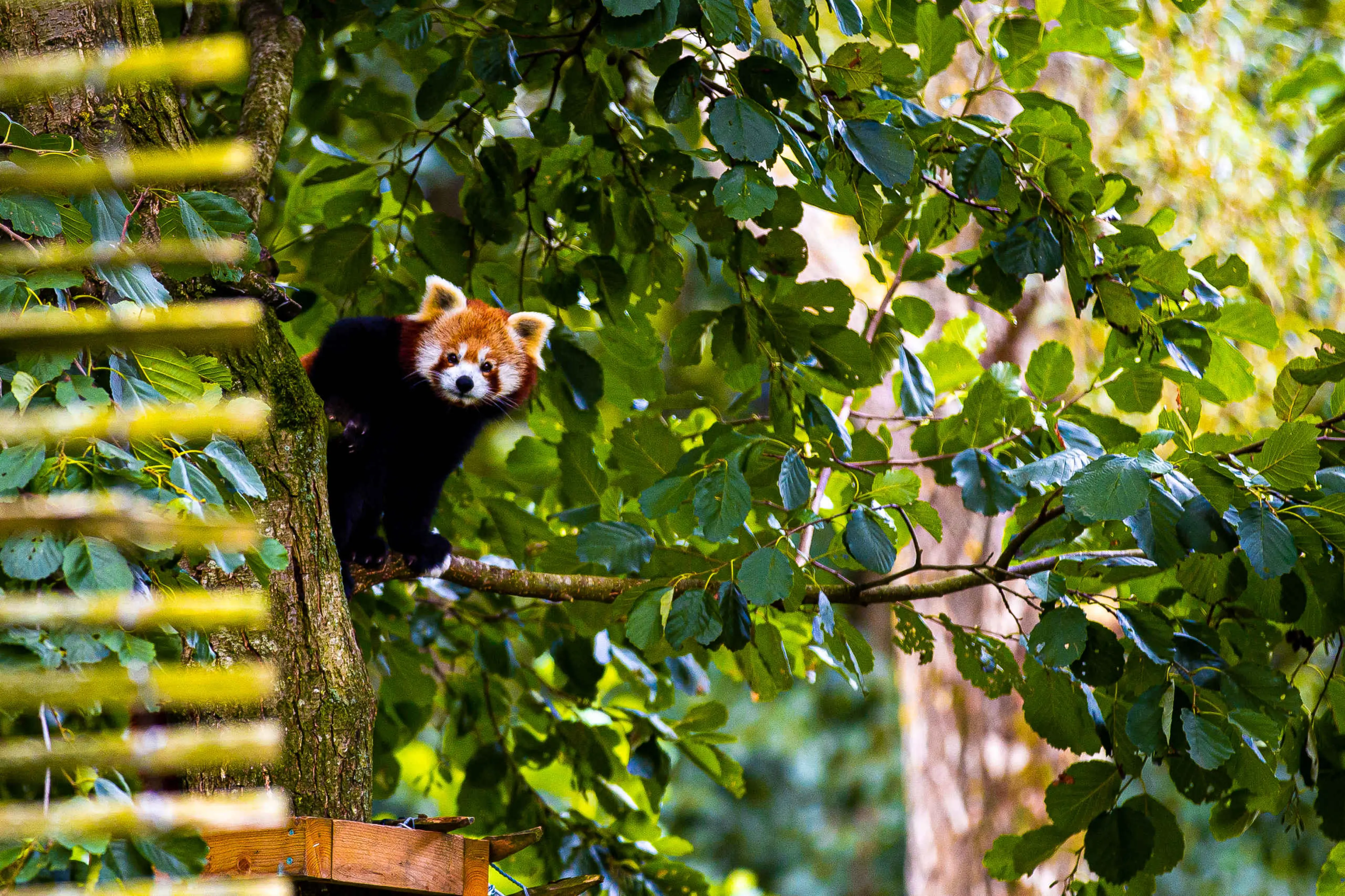 Rode panda verstopt tussen bladeren AquaZoo Leeuwarden