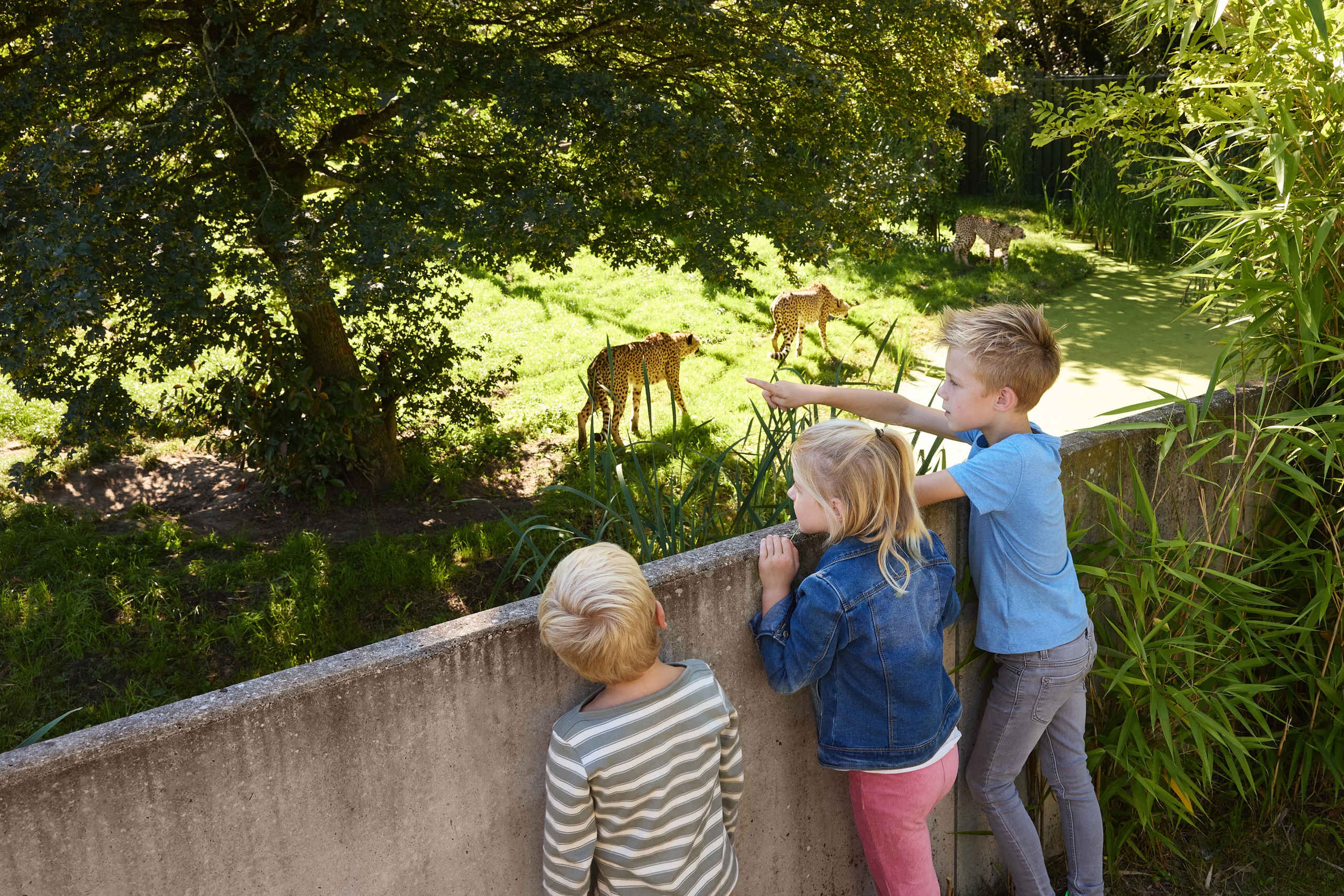 Kinderen bij cheeta jongen en meisje Eindhoven Zoo