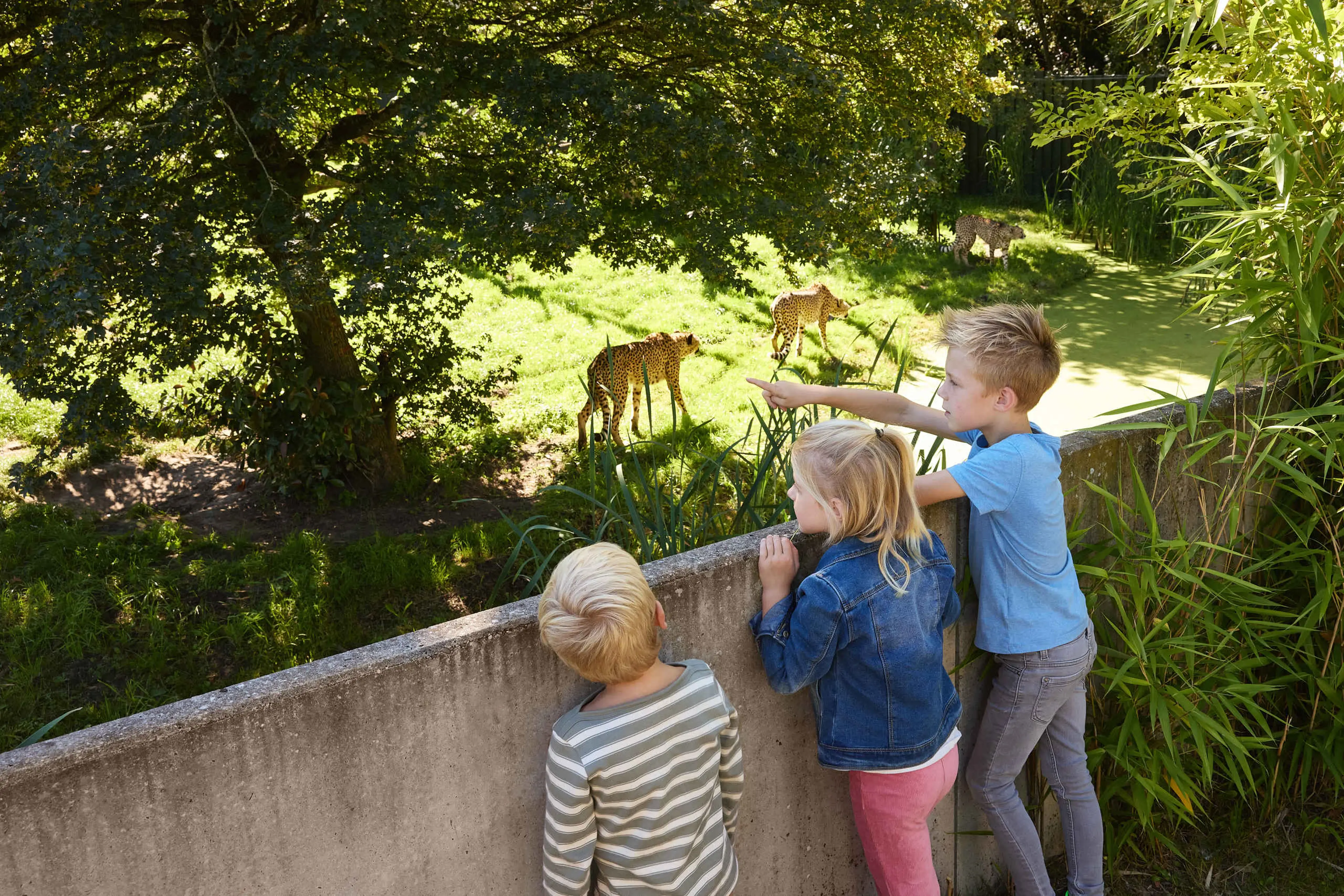 Kinderen bij cheeta jongen en meisje Eindhoven Zoo