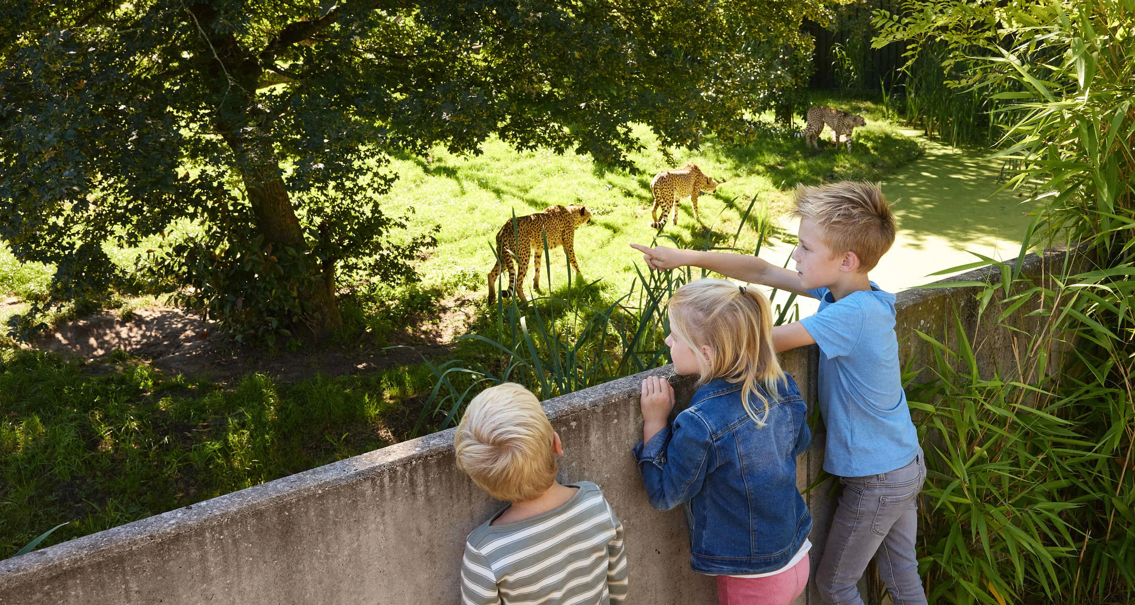 Kinderen bij cheeta jongen en meisje Eindhoven Zoo
