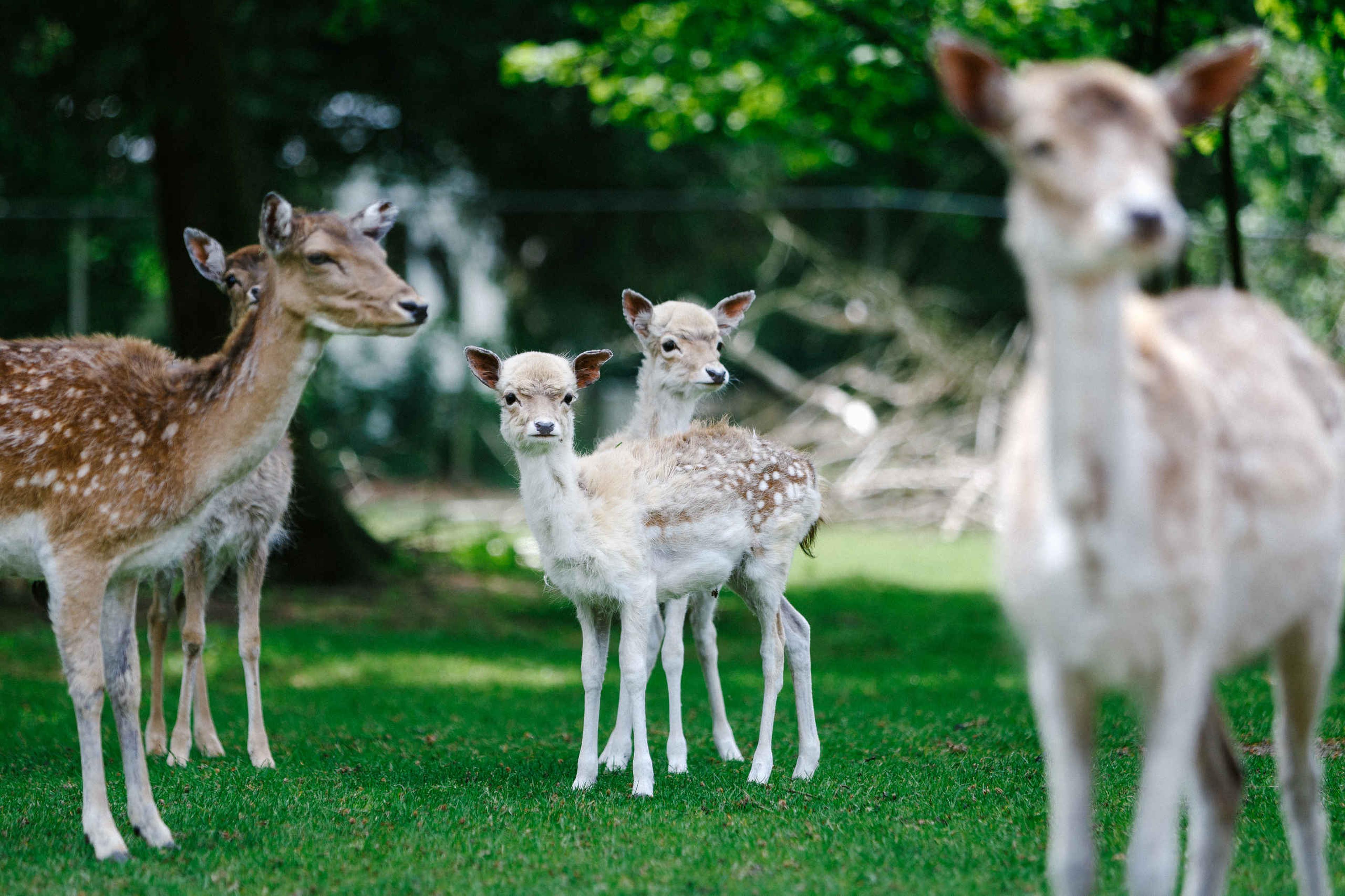 Damherten bij de kinderboerderij van Dierenbos