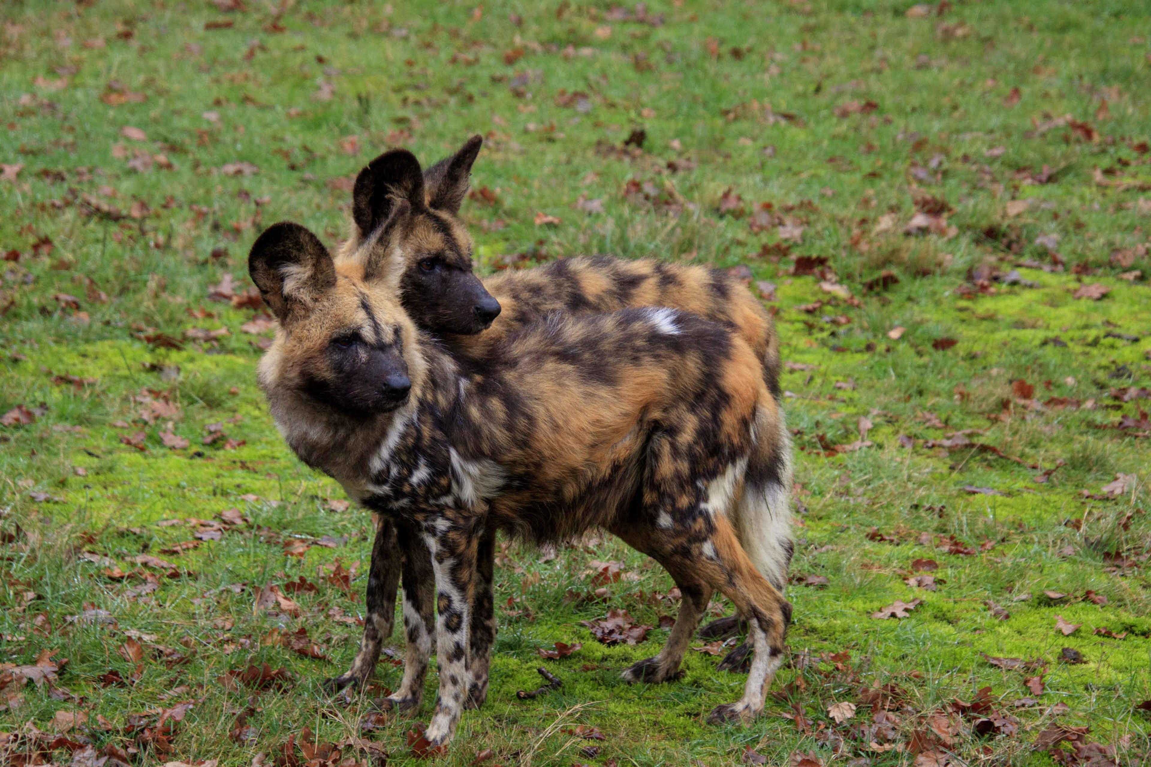 Twee wilde honden op een grasveld in Safaripark Beekse Bergen