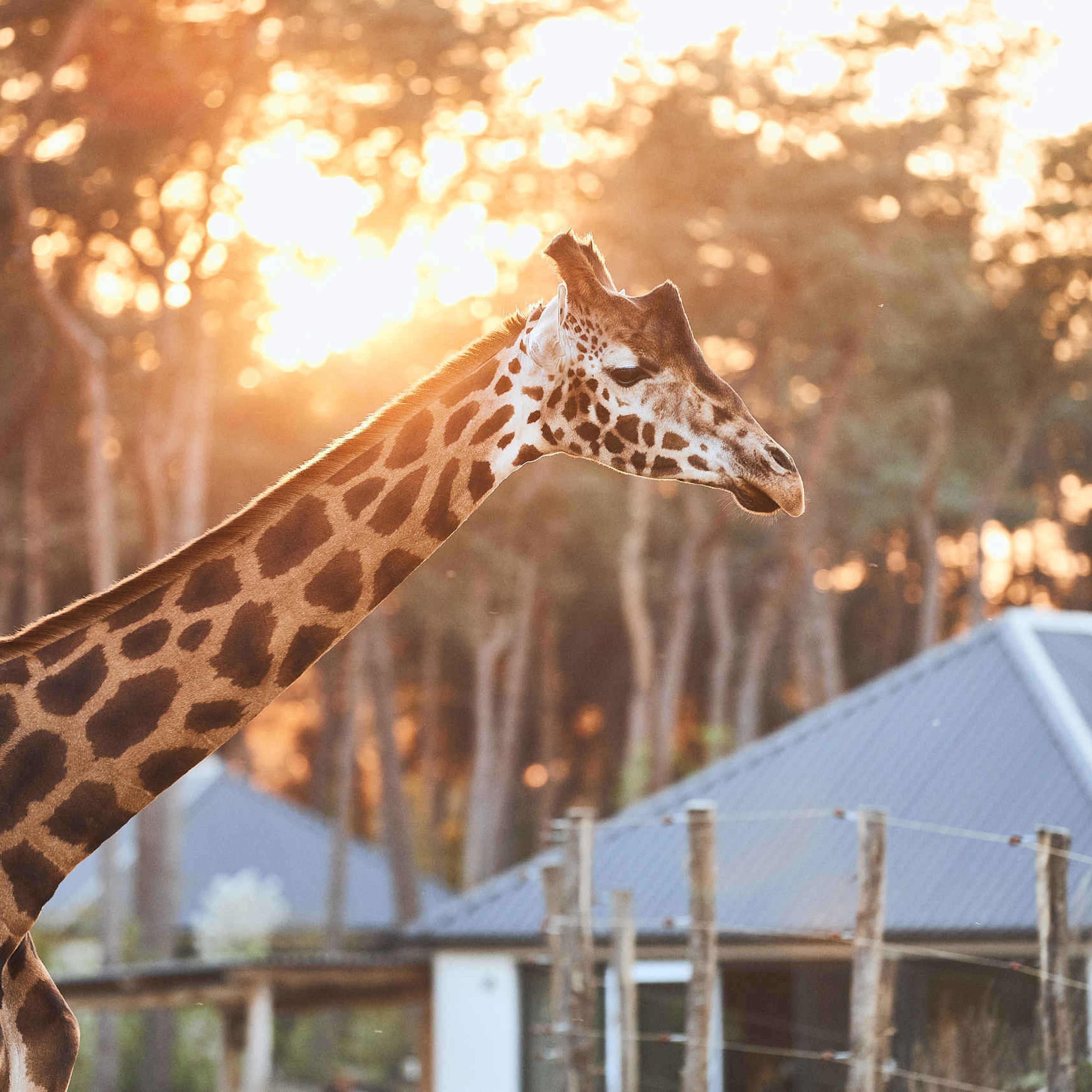 Giraffe zonsondergang Safari Resort Beekse Bergen
