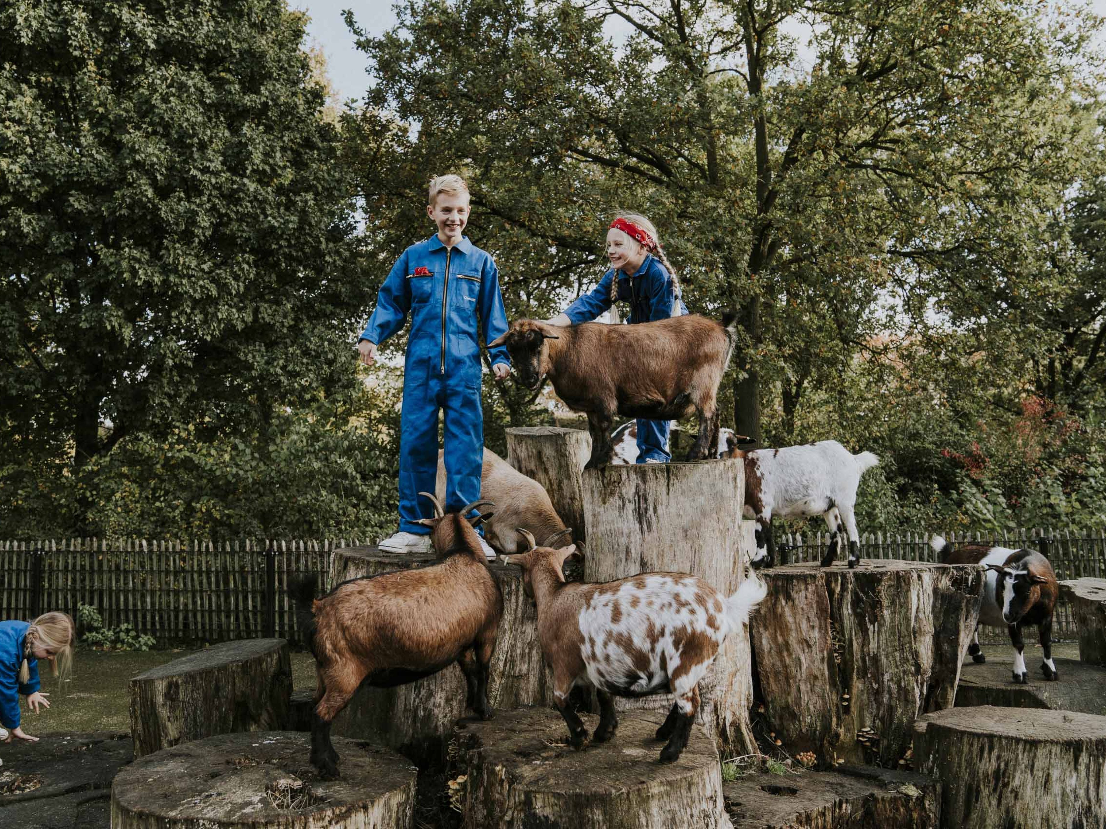 Kinderen en geiten in de kinderboerderij van Vakantiepark Dierenbos
