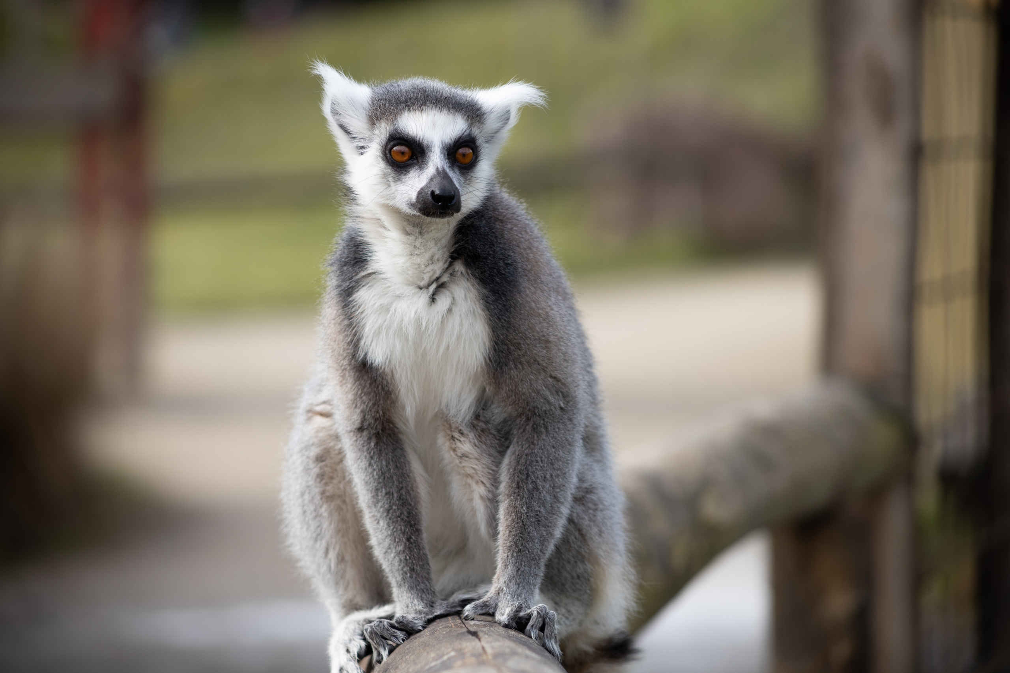 Combi-abonnement ZooParc en Eindhoven Zoo