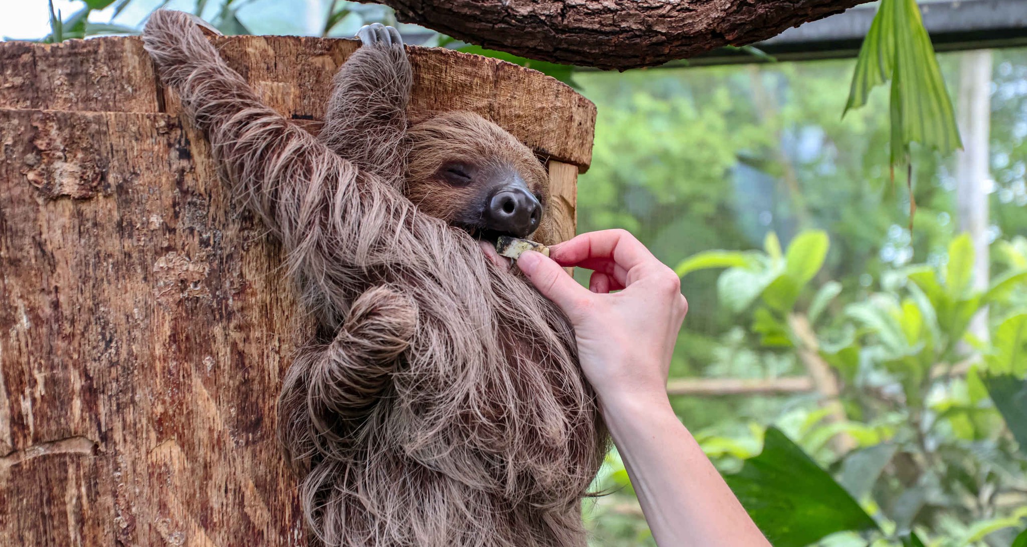 Een luiaard krijgt eten in Madidi in ZooParc Overloon