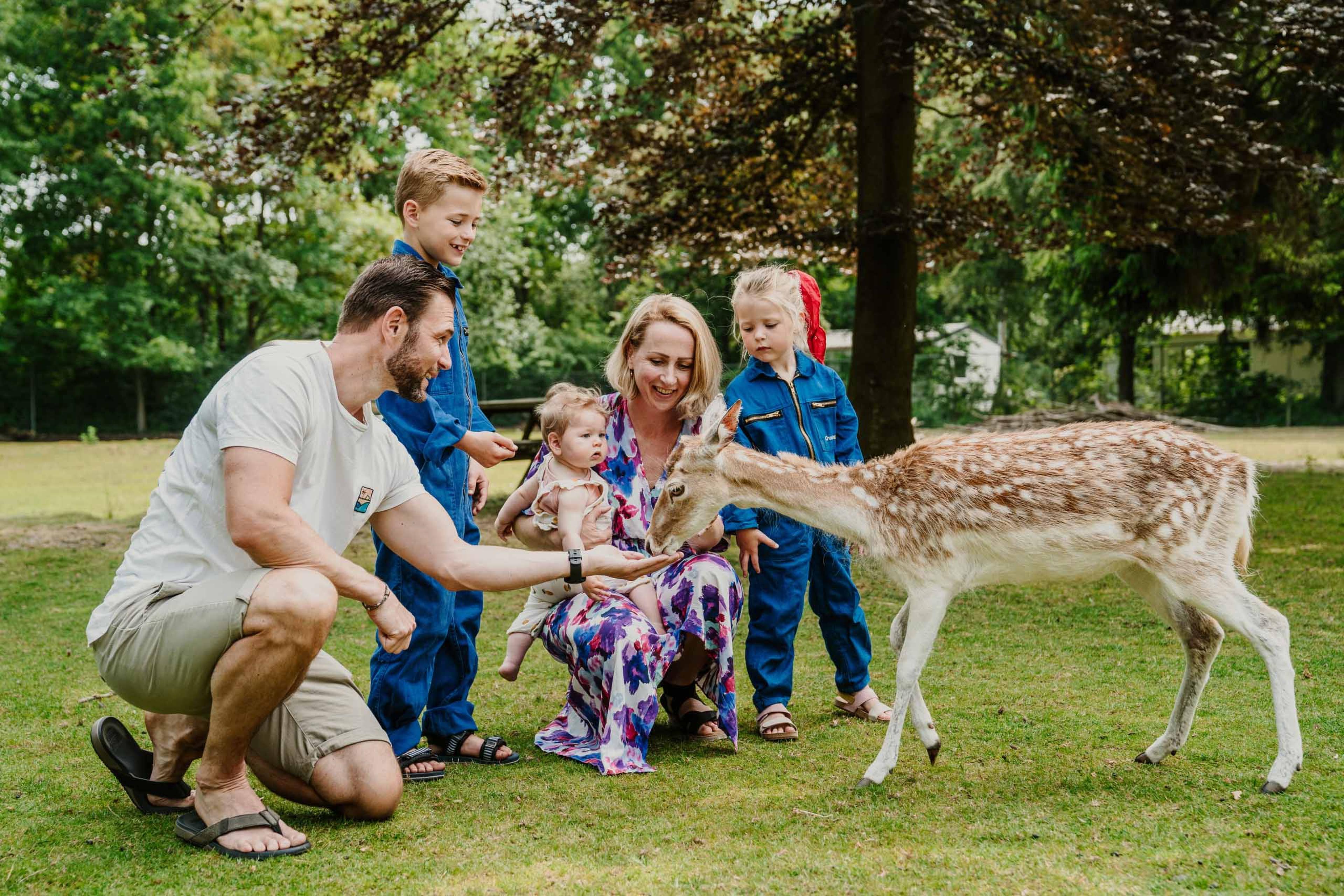 Gezin met kinderen voert een hert in de kinderboerderij van Vakantiepark Dierenbos