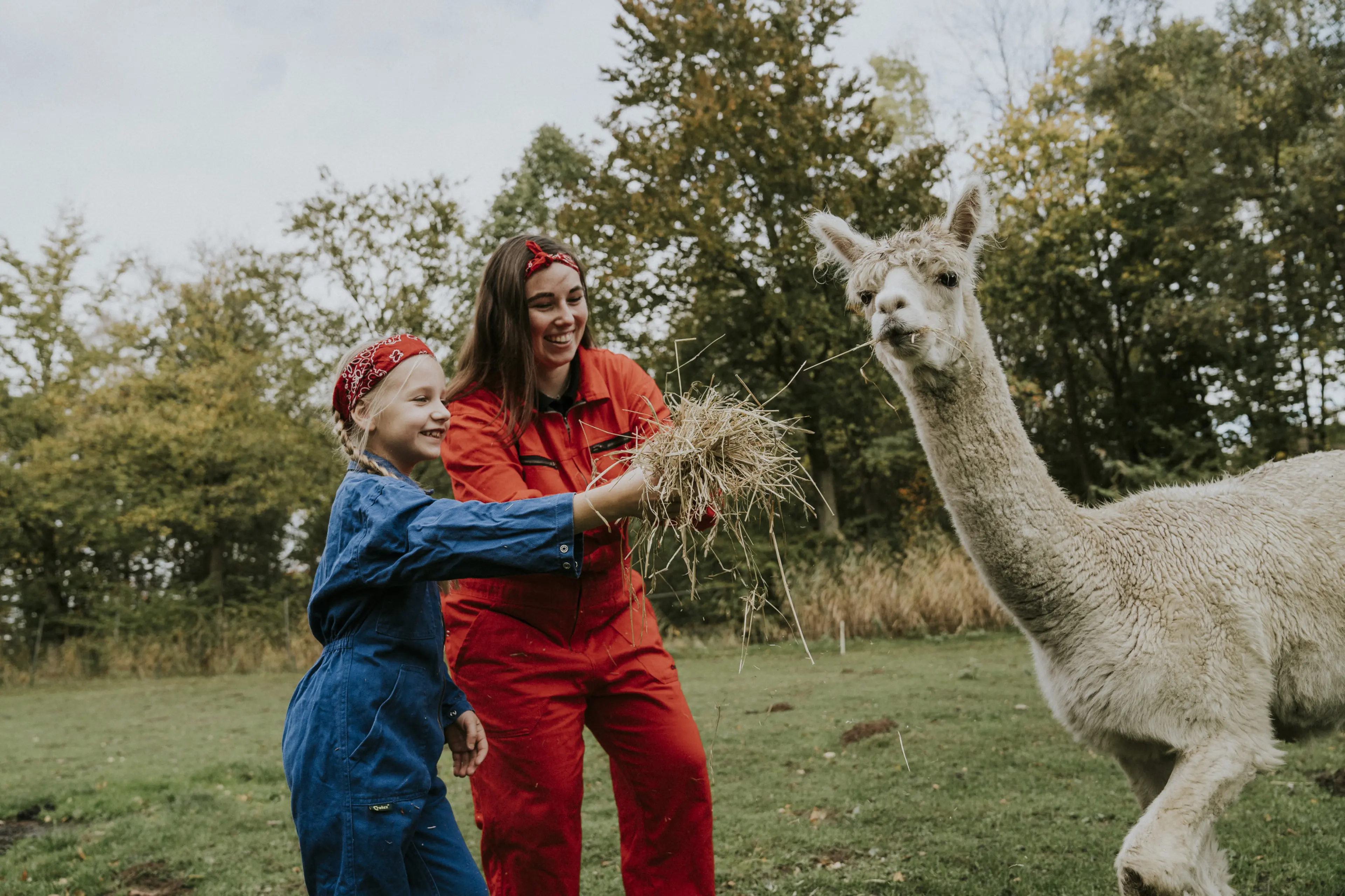 Alpaca's voeren met dierenverzorger bij vakantiepark Dierenbos