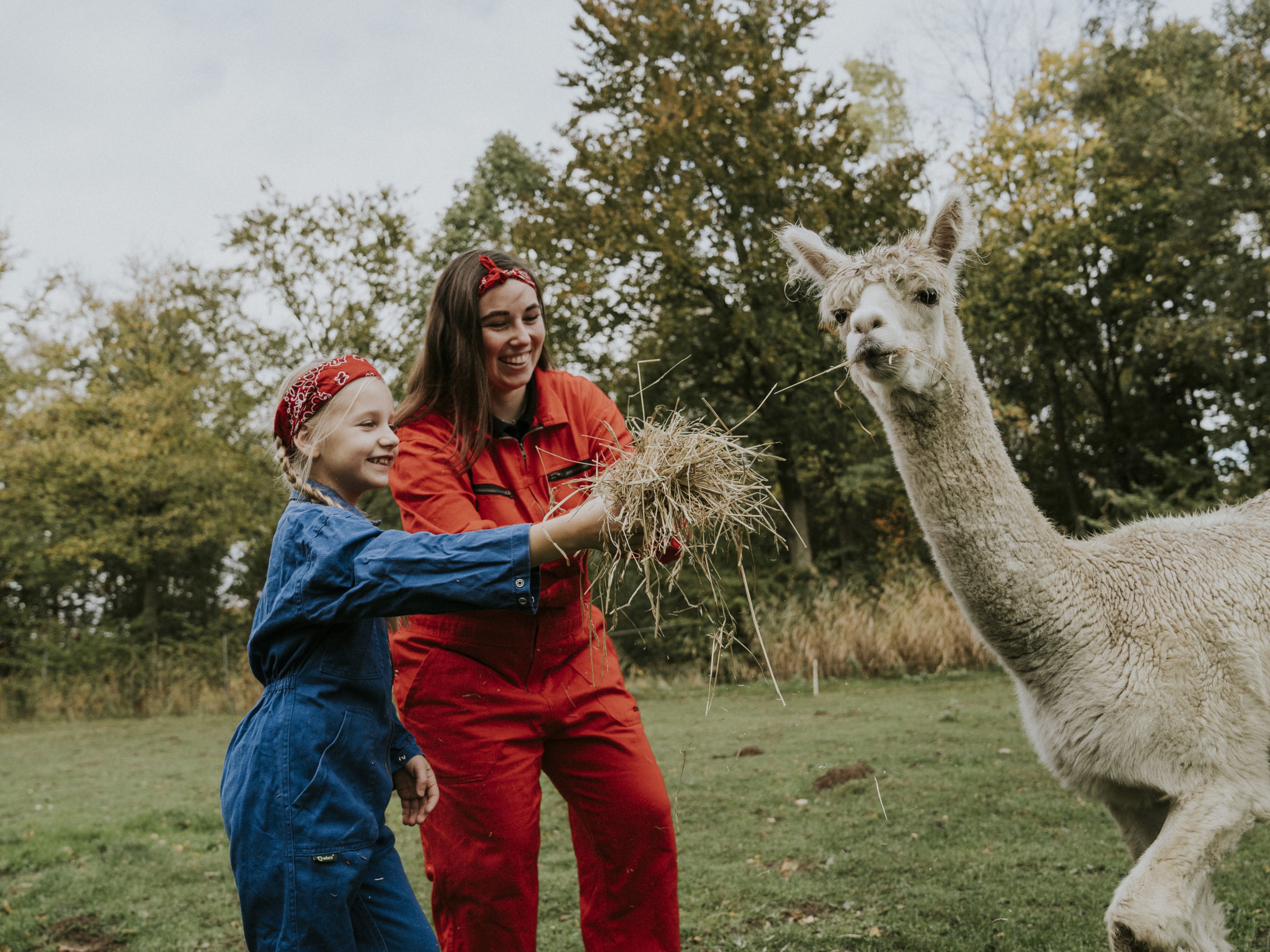 Alpaca's voeren met dierenverzorger bij vakantiepark Dierenbos