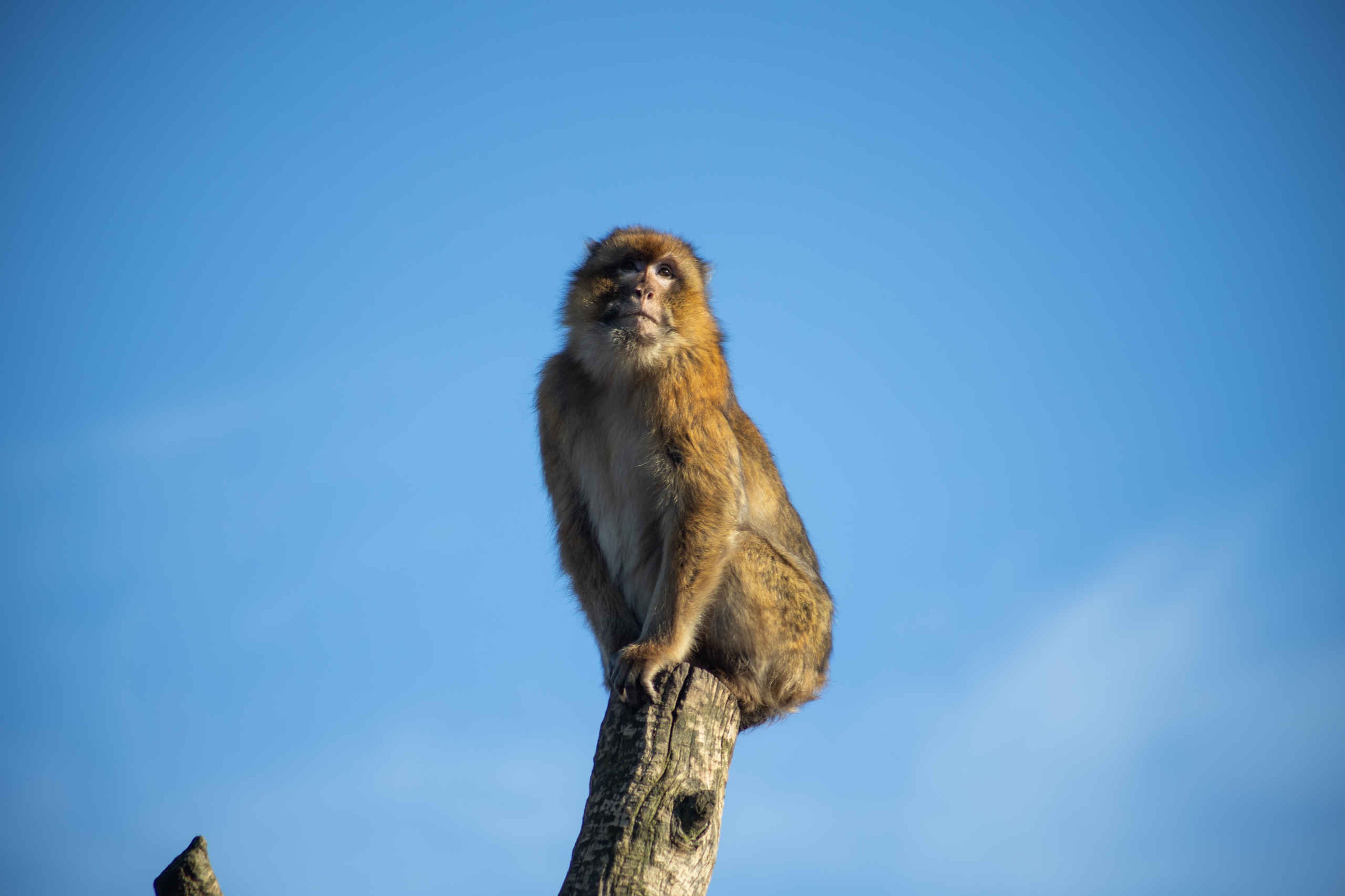 Een berberaap zit op een boomstam bij Eindhoven Zoo.