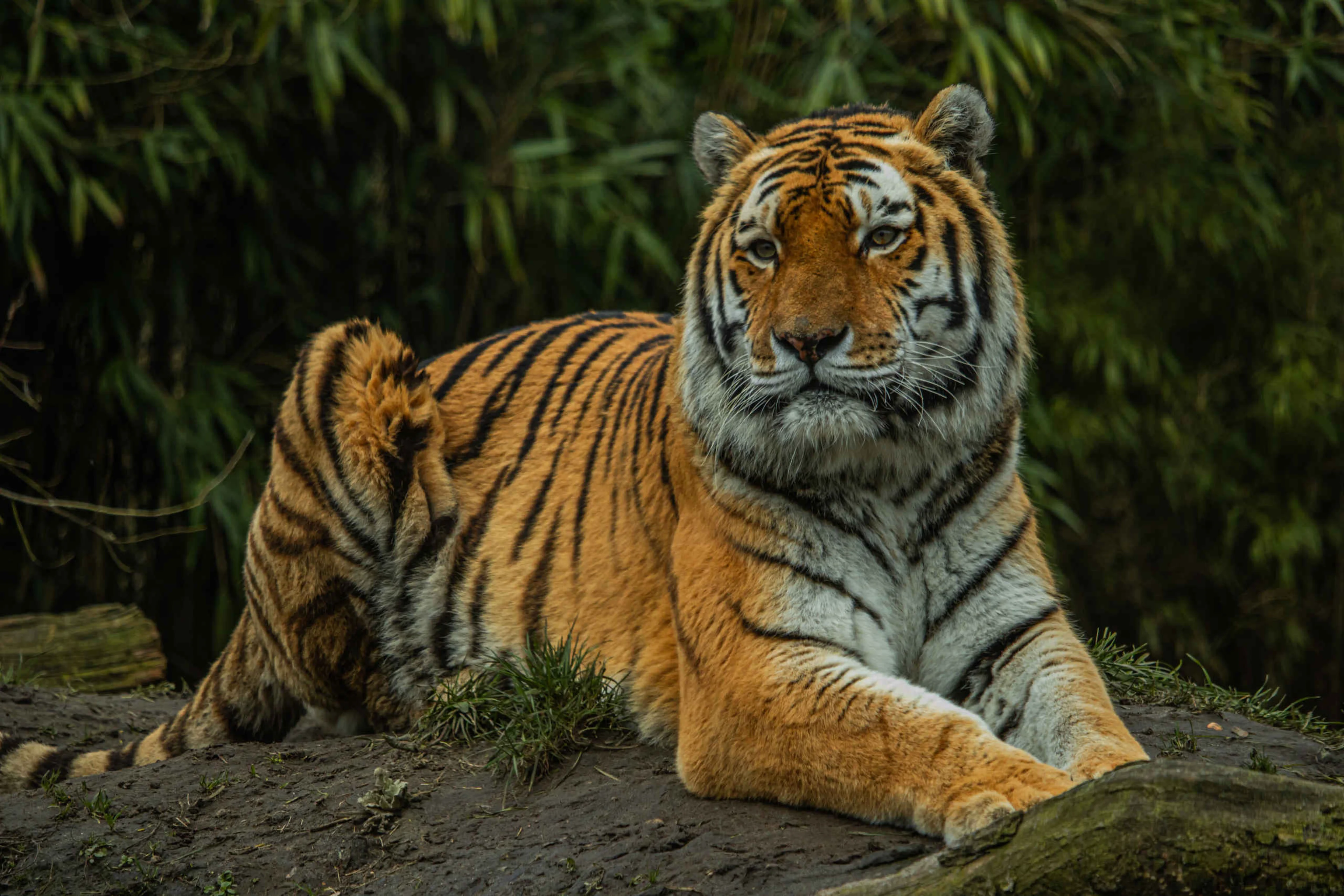 Een amoertijger ligt op de grond bij Eindhoven Zoo.