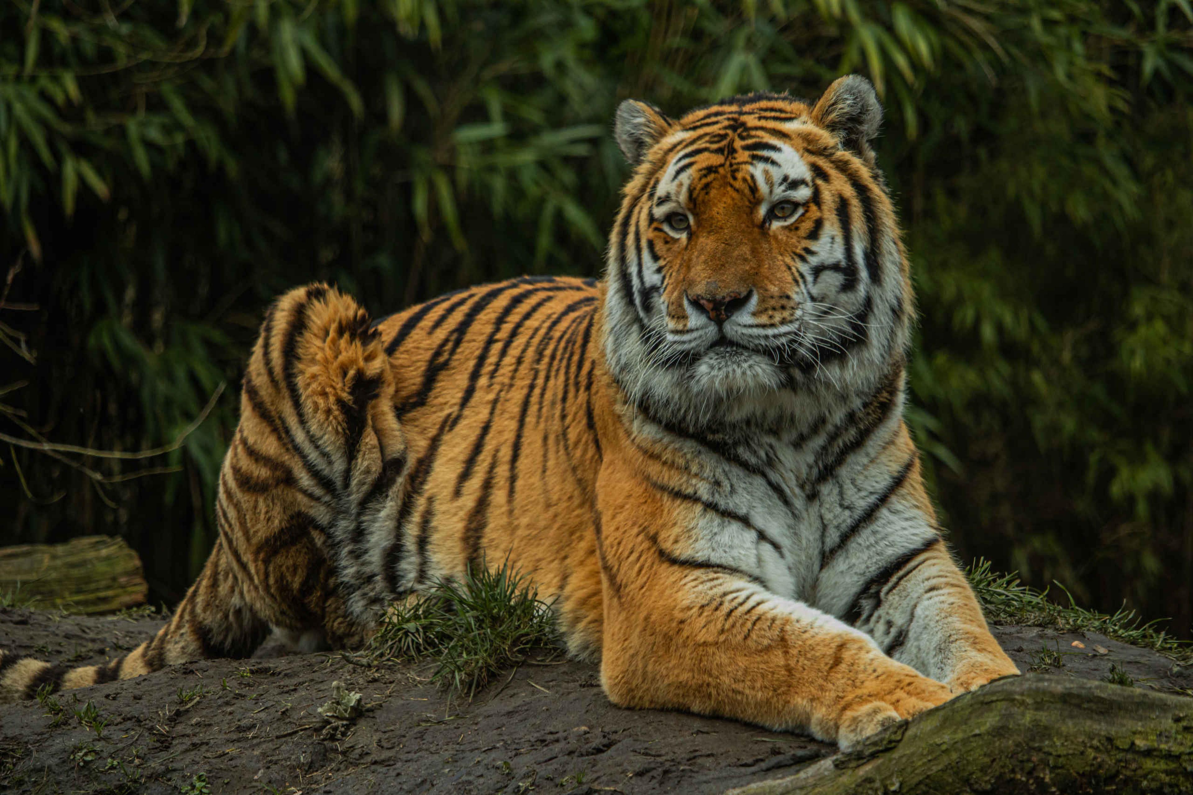 Een amoertijger ligt op de grond bij Eindhoven Zoo.
