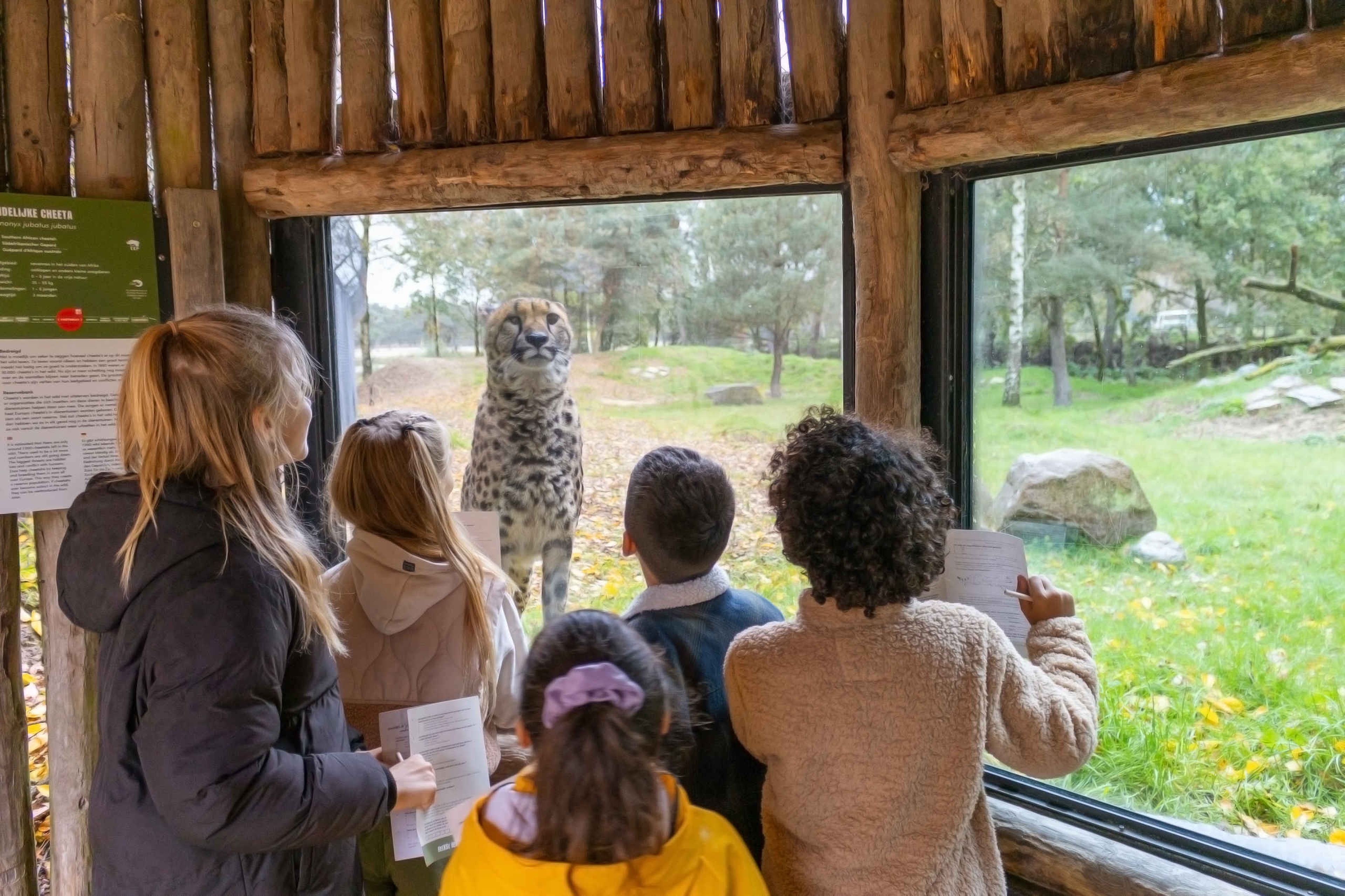 Kinderen tijdens kinderfeestje bij cheeta in Safaripark Beekse Bergen