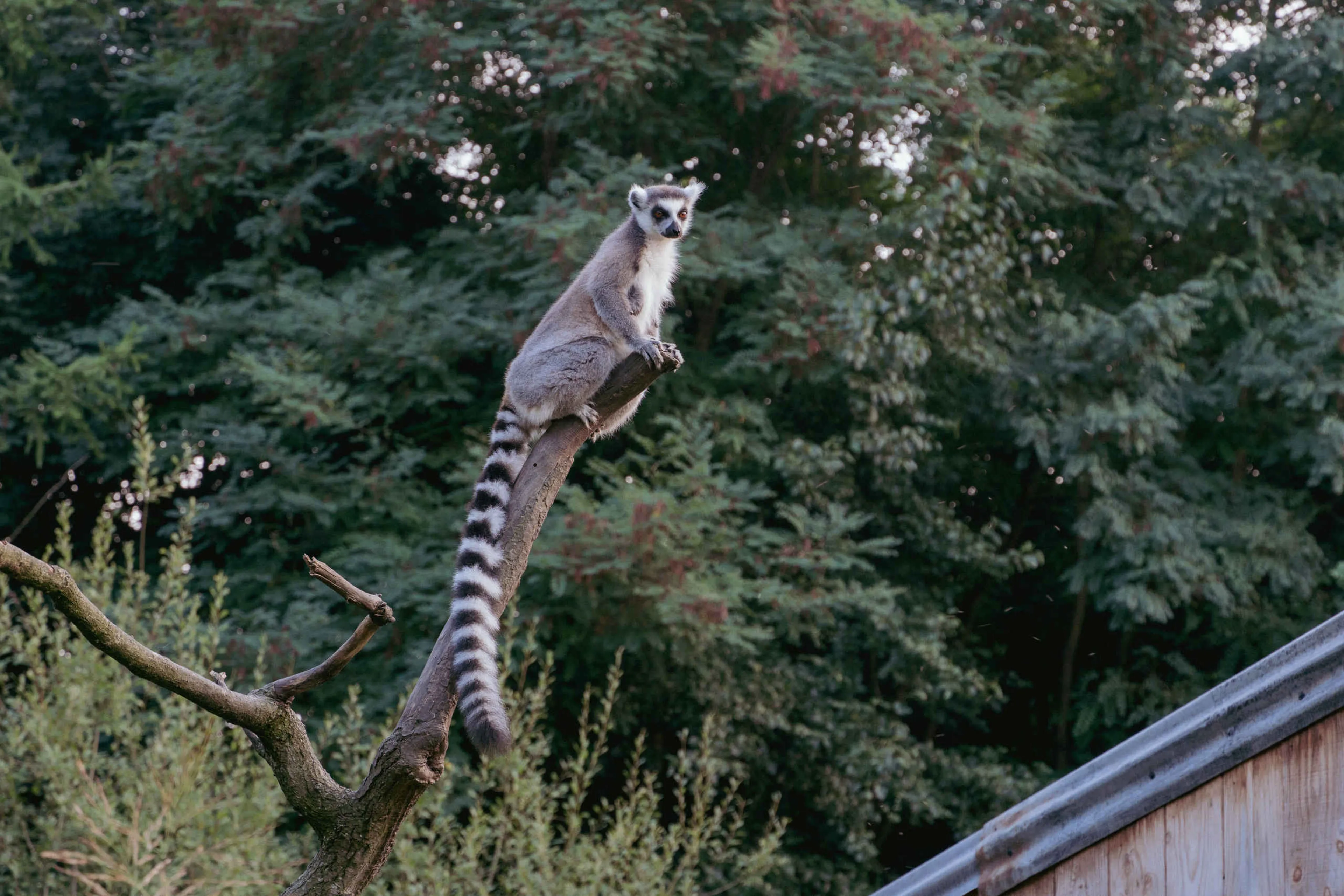 Een ringstaartmaki op een tak tijdens de schemertour in ZooParc Overloon