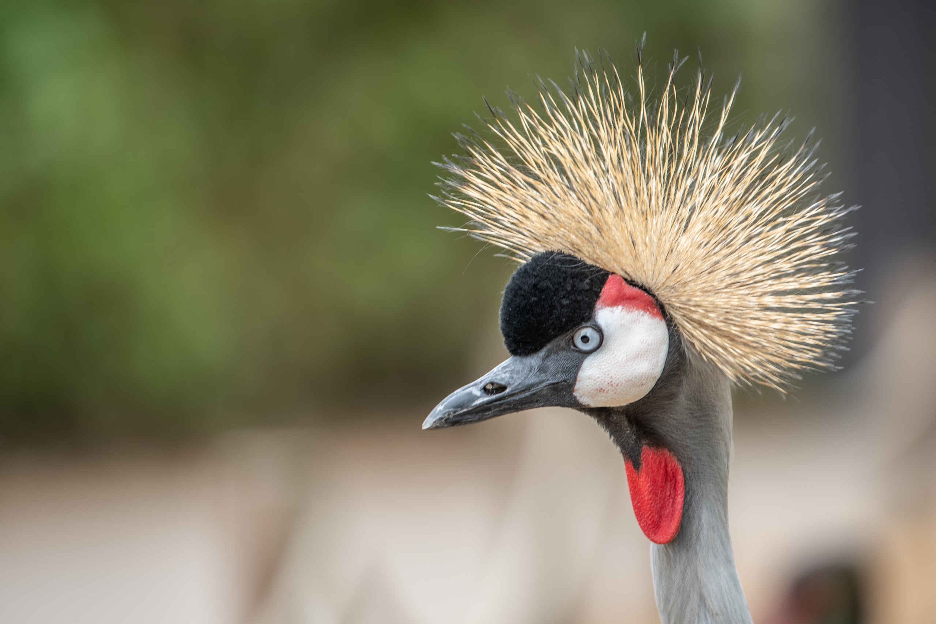 Close-up van een grijze kroonkraanvogel in Eindhoven Zoo