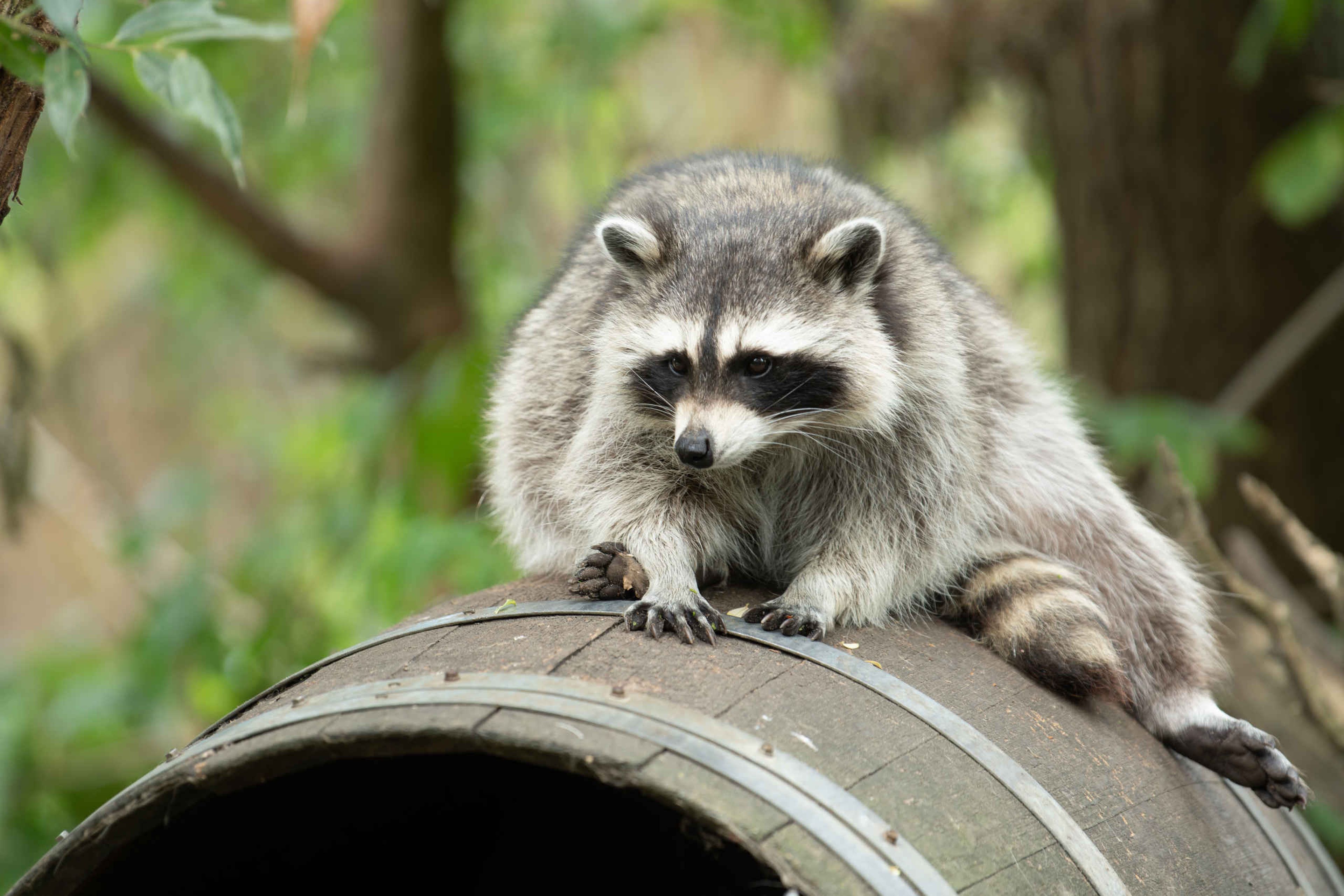 Een wasbeer bij Eindhoven Zoo.