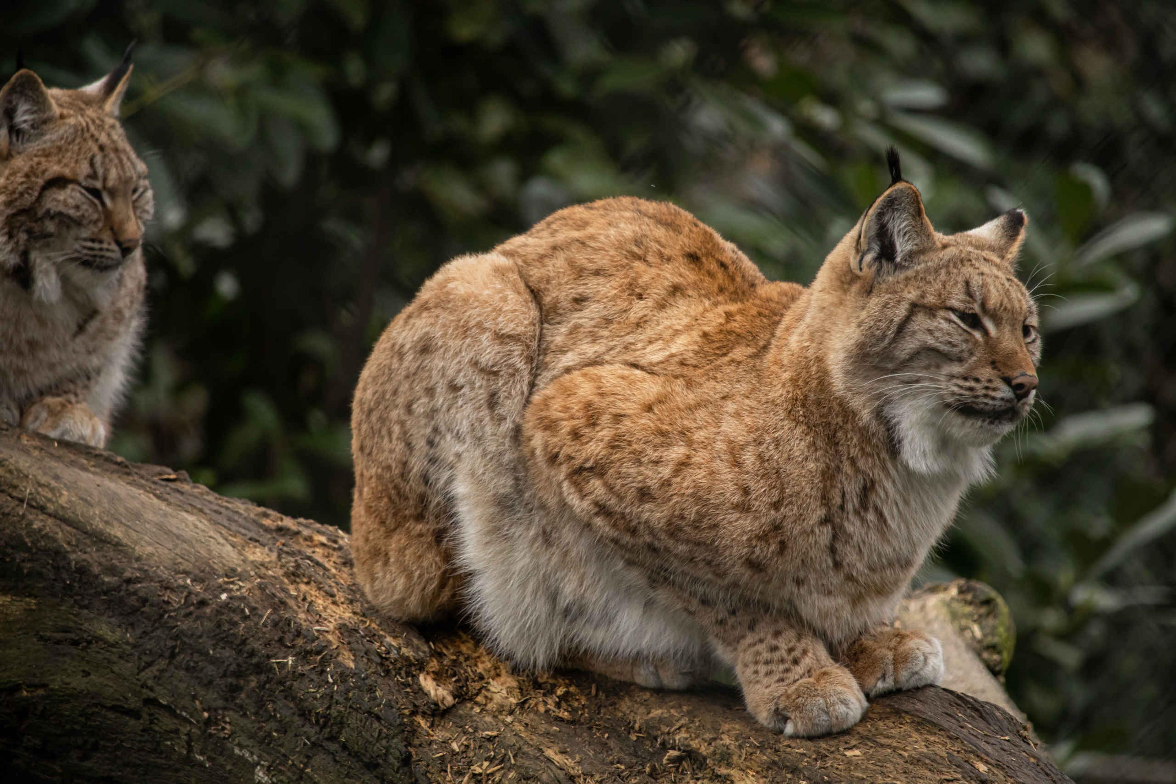 Twee Euraziatische lynxen liggen in een boom in Eindhoven Zoo.
