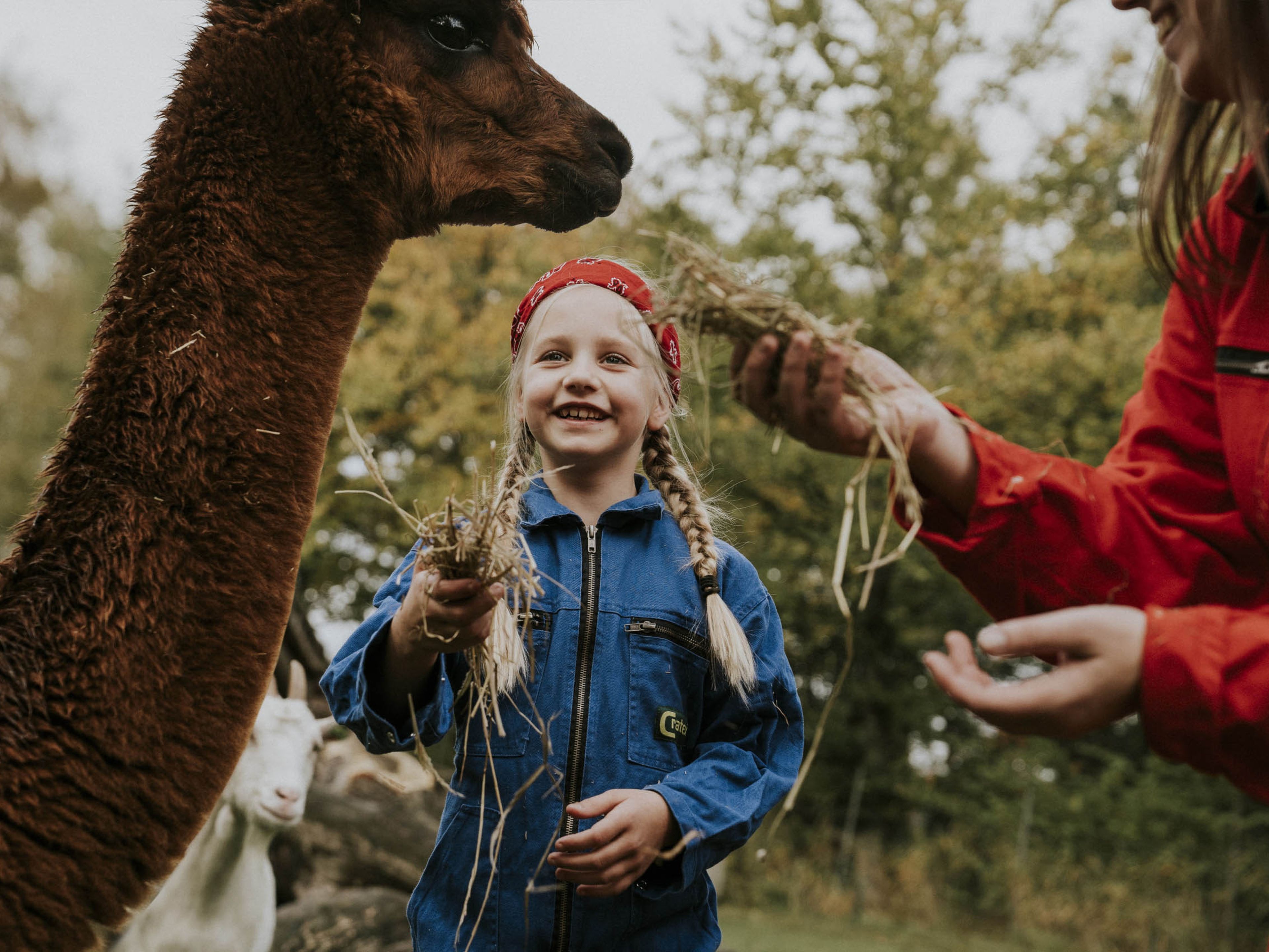 Meisje voert een alpaca hooi in de kinderboerderij van Vakantiepark Dierenbos