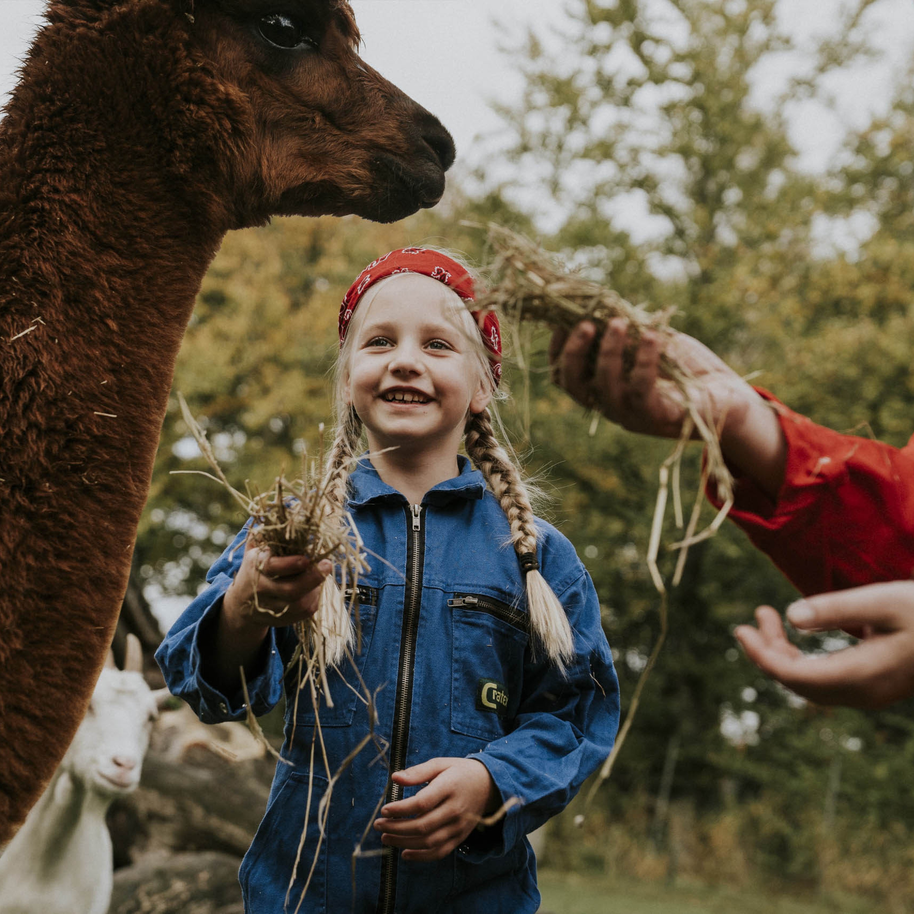 Meisje voert een alpaca hooi in de kinderboerderij van Vakantiepark Dierenbos
