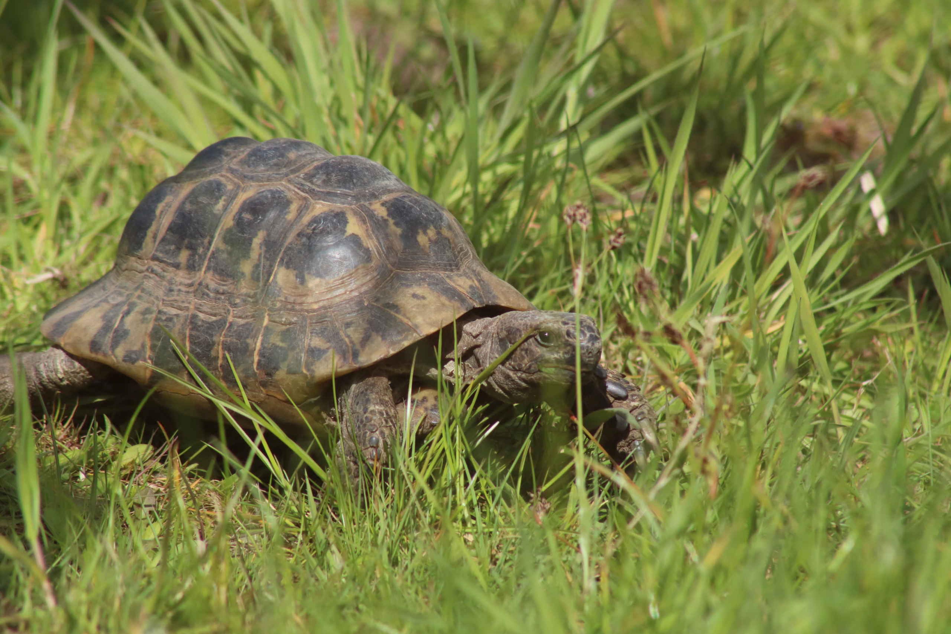 Zooparc Madidi kolenbrander schildpad