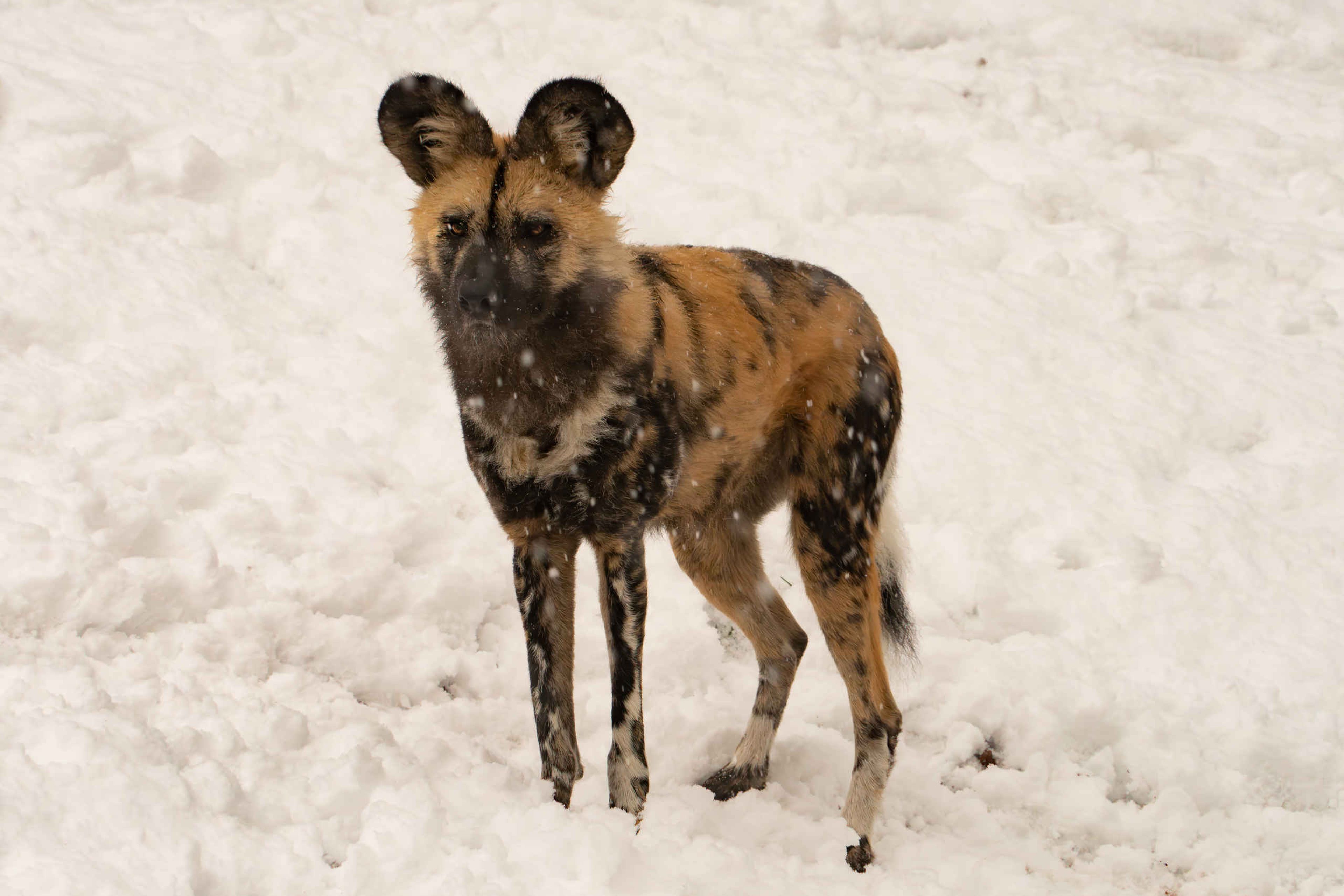 Wilde hond in de sneeuw in Safaripark Beekse Bergen