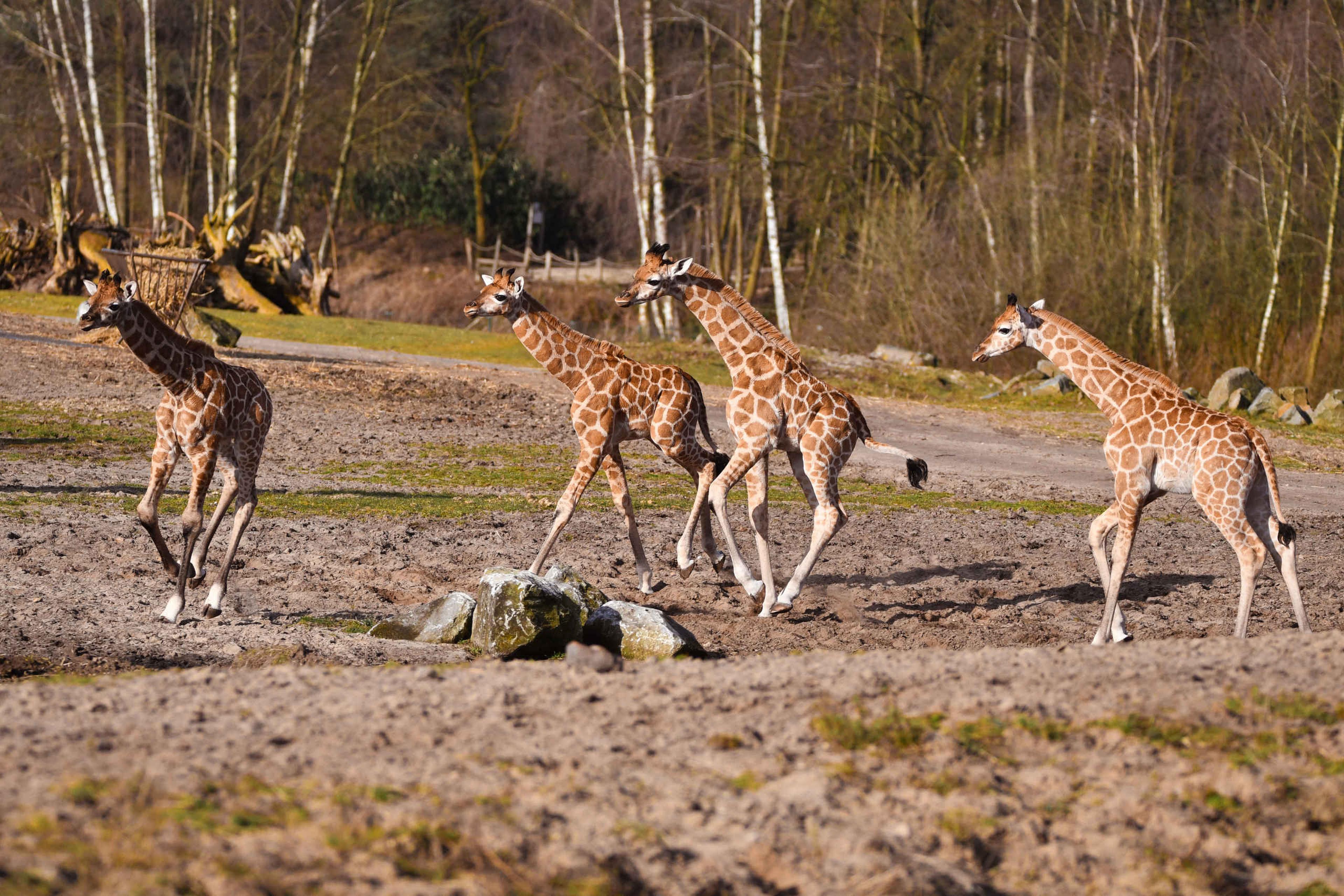 Jonge giraffen voor eerste keer op vlakte in Safaripark Beekse Bergen