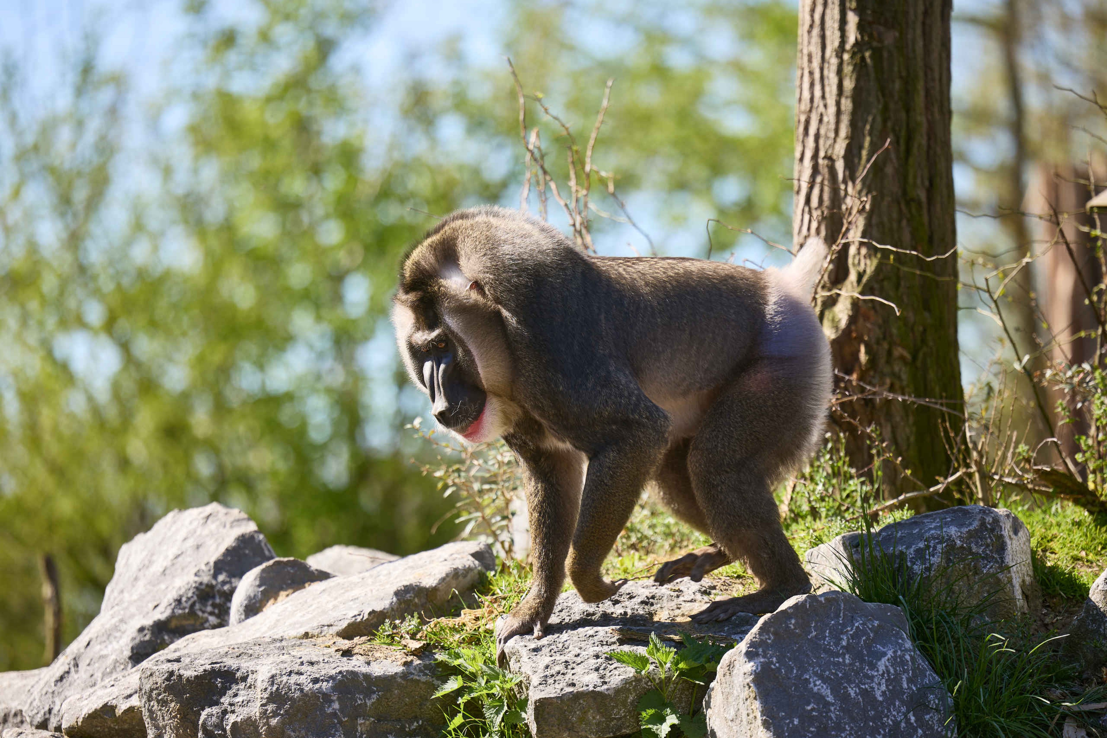 Een dril op een paar rotsen in ZooParc Overloon