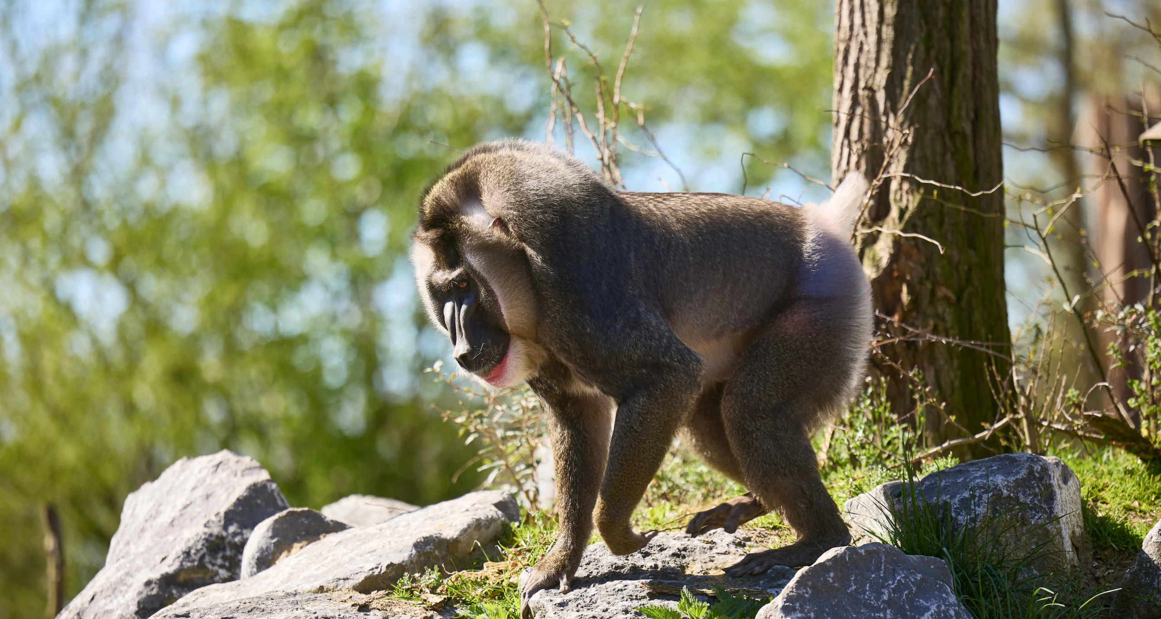 Een dril op een paar rotsen in ZooParc Overloon