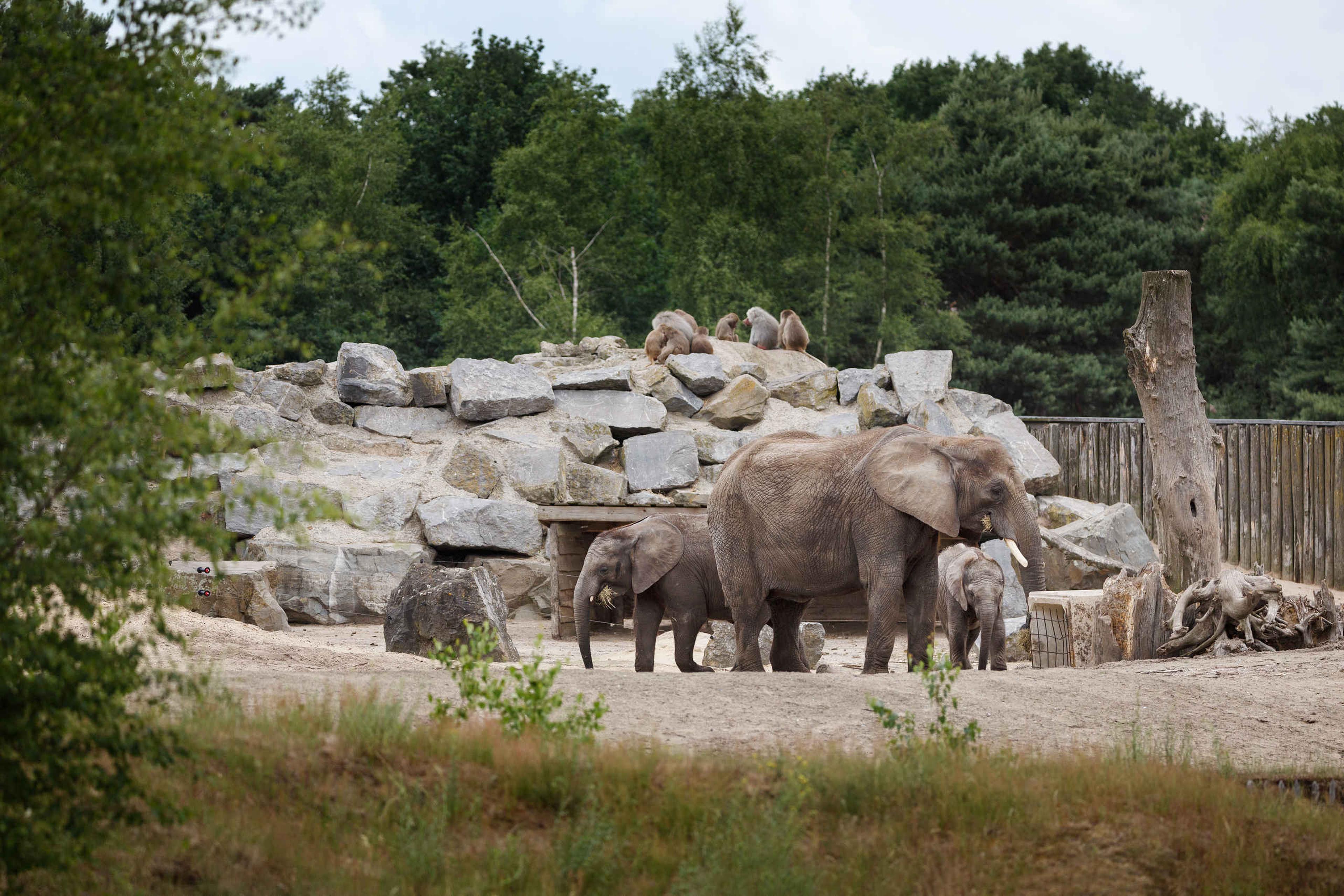 Olifanten langs de wandelsafari met bavianen uitzicht in Safaripark Beekse Bergen