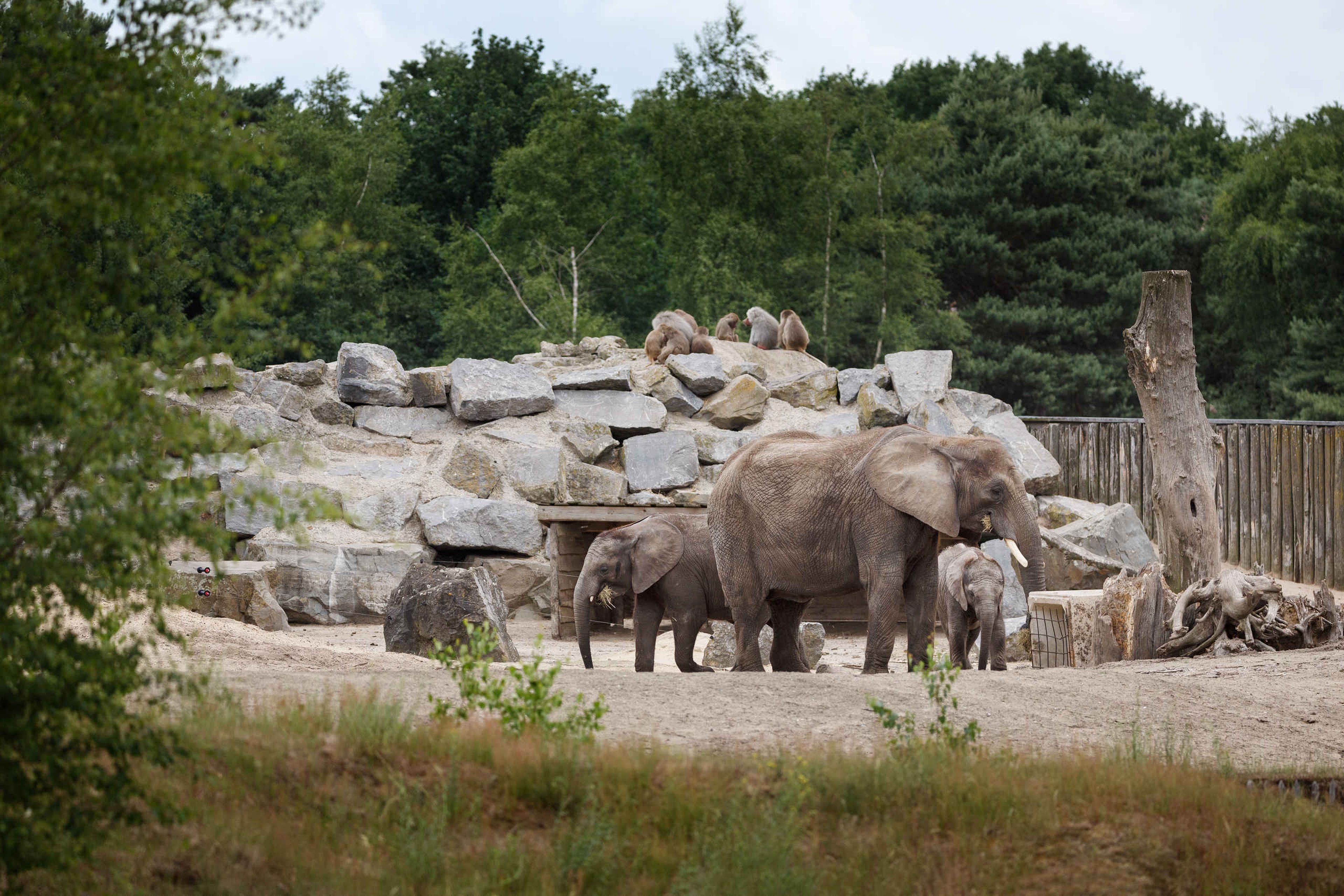 Olifanten langs de wandelsafari met bavianen uitzicht in Safaripark Beekse Bergen