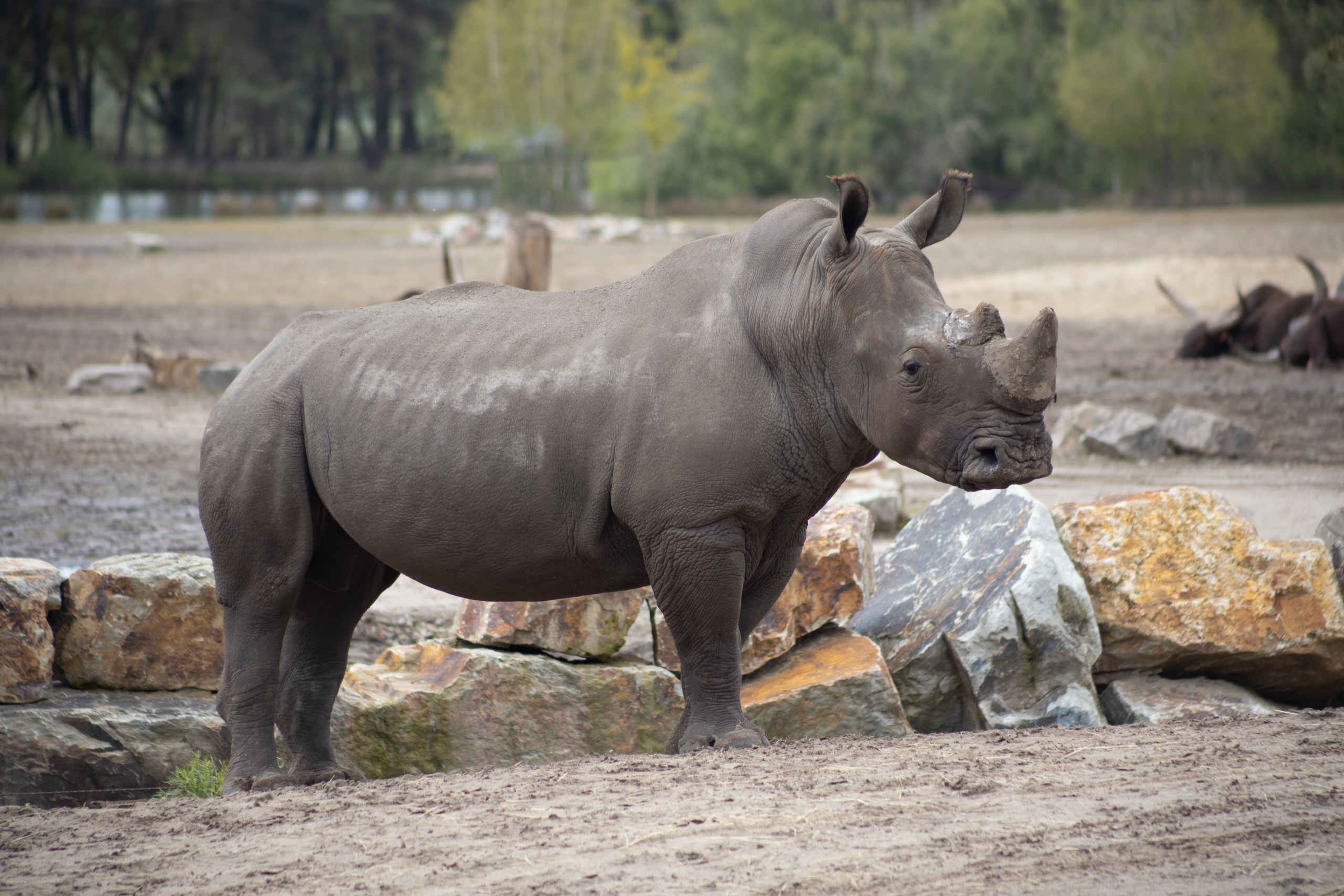 Breedlipneushoorn van de zijkant voor de stenen in Safaripark Beekse Bergen