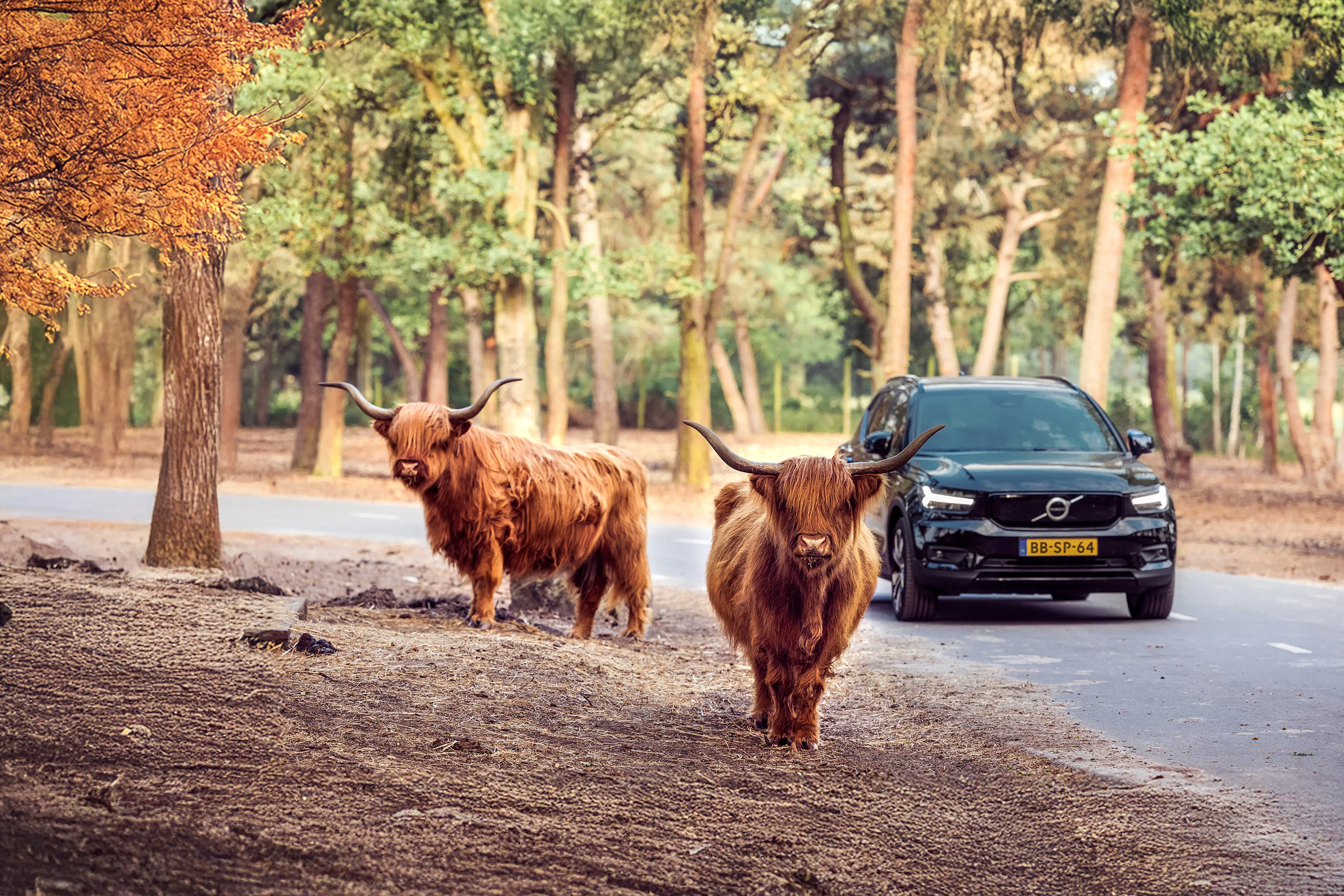 Herfst autosafari met de Schotse hooglanders in Safaripark Beekse Bergen