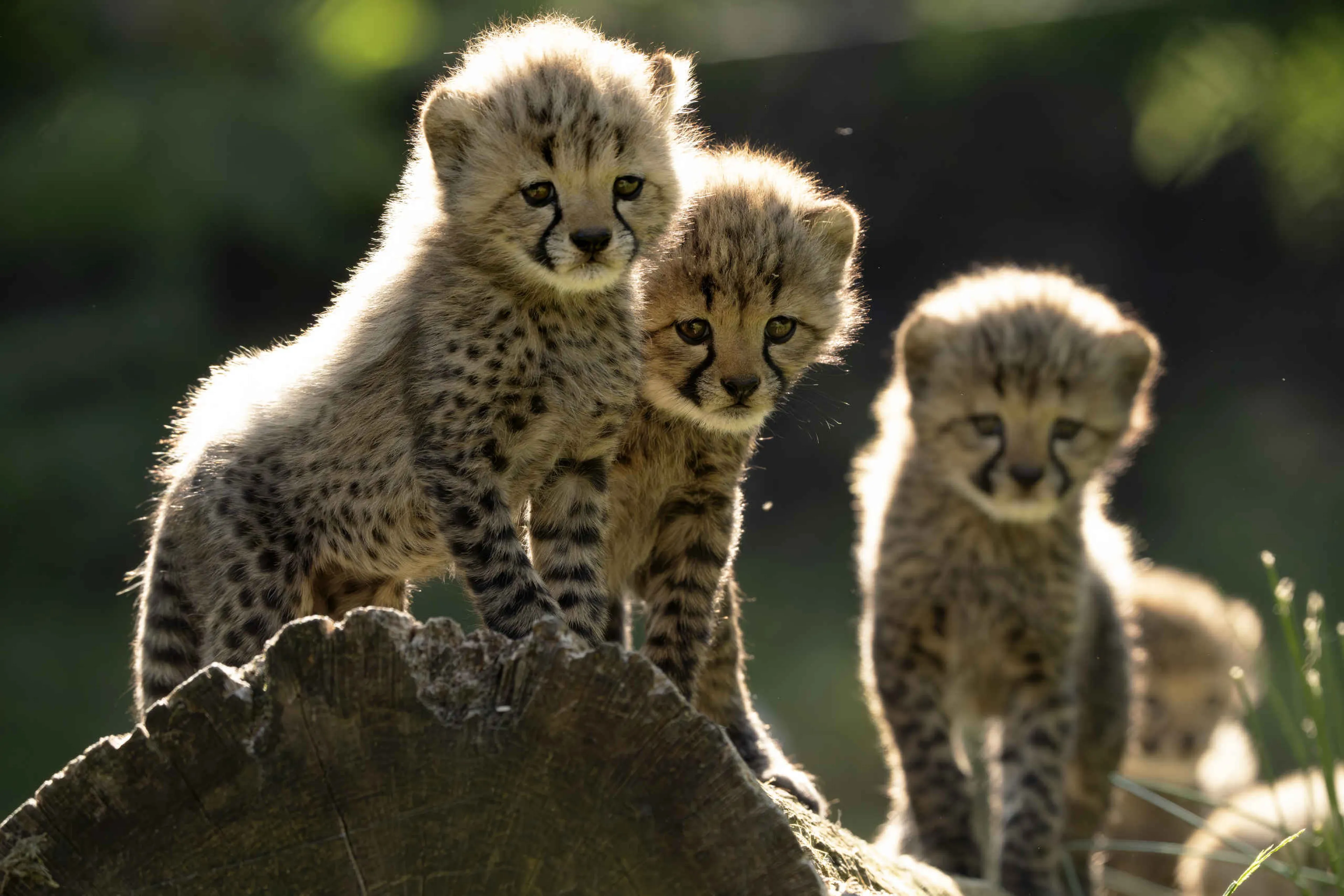 Cheeta jongen in Safaripark Beekse Bergen
