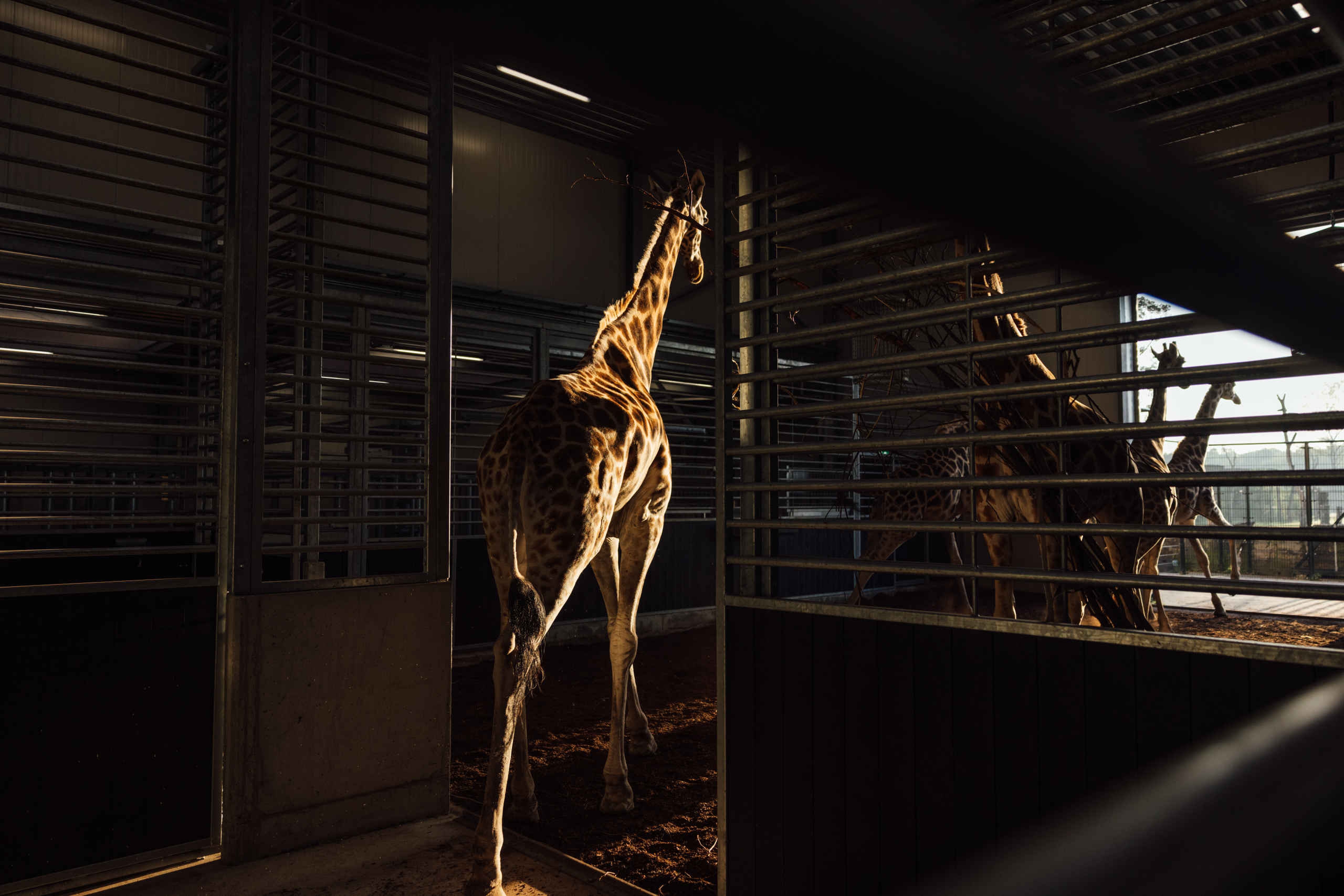 Stallentocht giraffen in de stal in Beekse Bergen